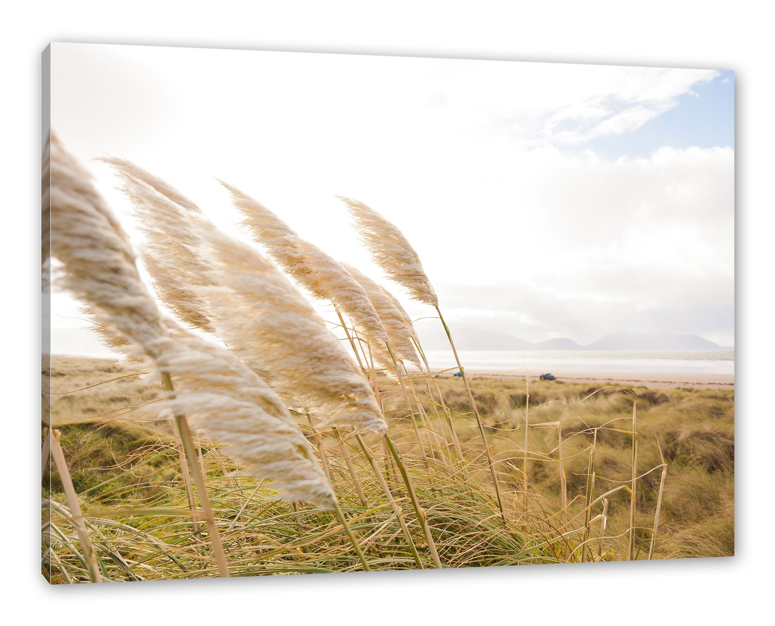 Pixxprint Leinwandbild Schönes Schilf in den günstig online kaufen
