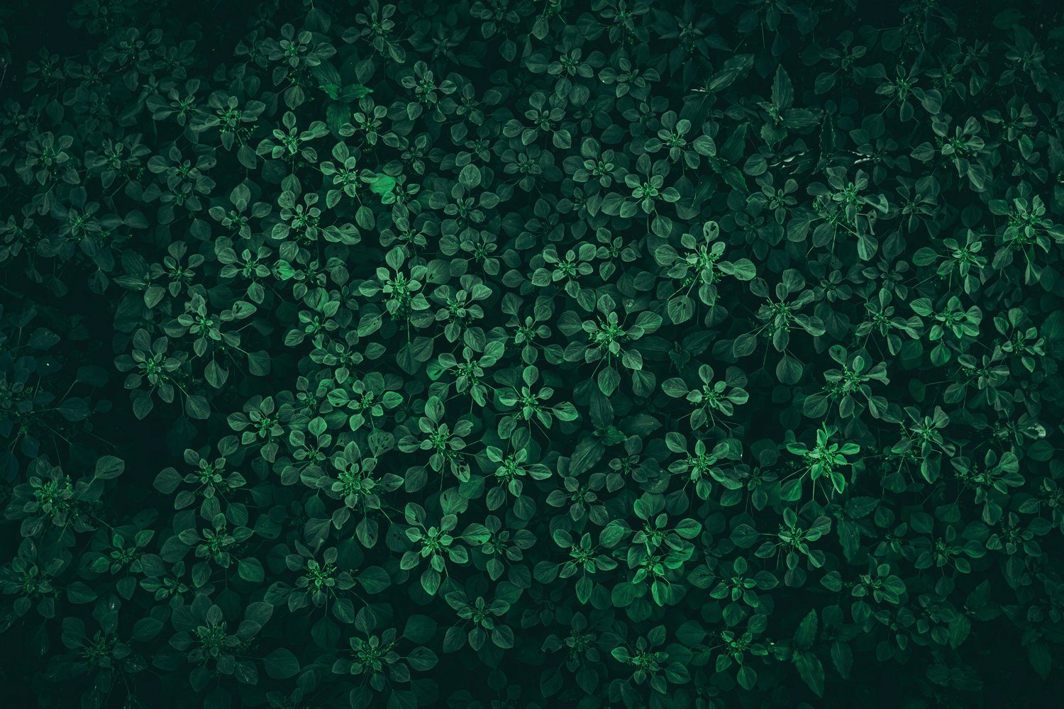 queence Küchenrückwand Blätter - Pflanzen - Grün - Spritzschutz Wandschutz für Herd & Spüle, (1-tlg), 60x40x0,3 cm - Hitzebeständig - Herdspritzschutz - Alu-Dibond