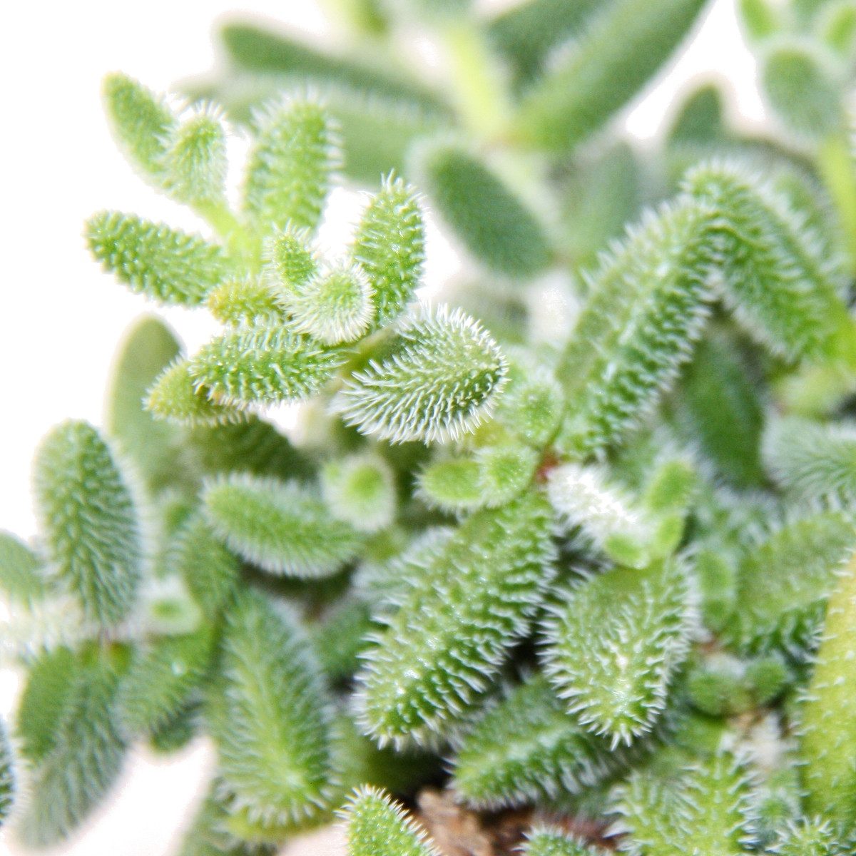 Exotenherz Kaktus Saure Gurken Pflanze - Delosperma echinatum - 12cm Topf – Bild 3 von 4