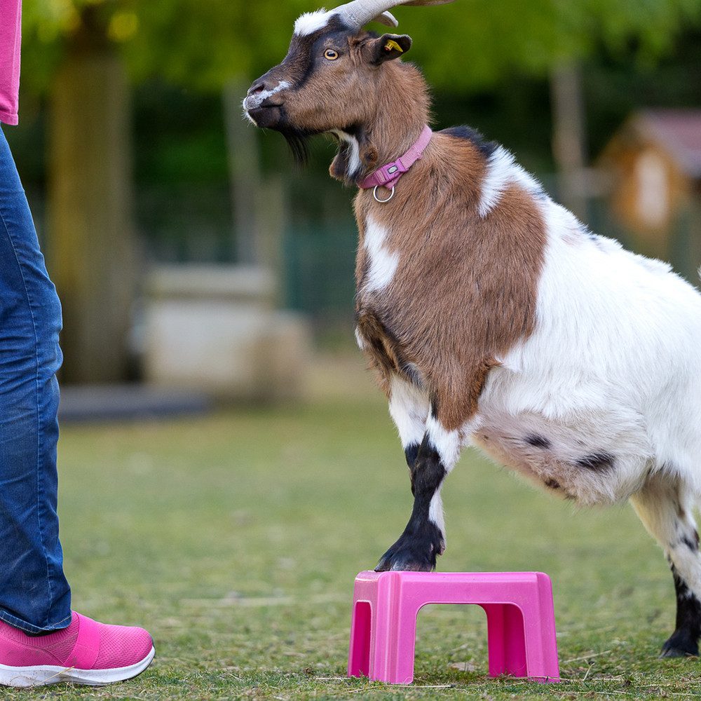mydays Erlebnisgutschein Tiertrainer Hitzendorf, Tiertrainer Hitzendorf hautnah erleben