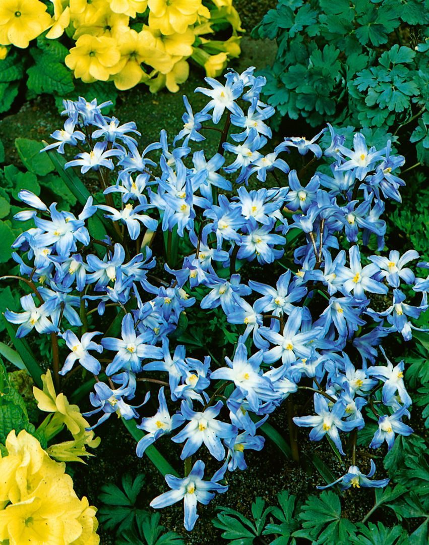 Pflanzen für Dich Bodendecker Chionodoxa luciliae, 1 St., Schneeglanz, Sternhyazinthe, blau, frühblühend