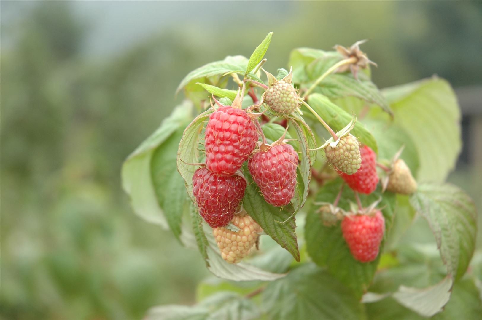 Pflanzen für Dich Obstpflanze Rubus idaeus Schönemann, 1 St., Himbeere, Gartenhimbeere, dunkelrot, ertragreich