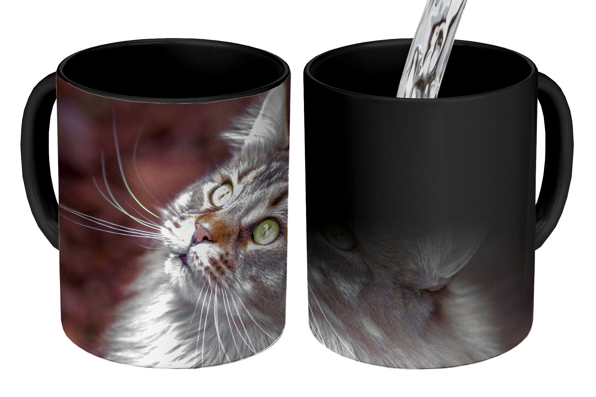 MuchoWow Tasse Eine graue Maine Coon Katze, Keramik, Farbwechsel, Kaffeetassen, Teetasse, Zaubertasse, Geschenk