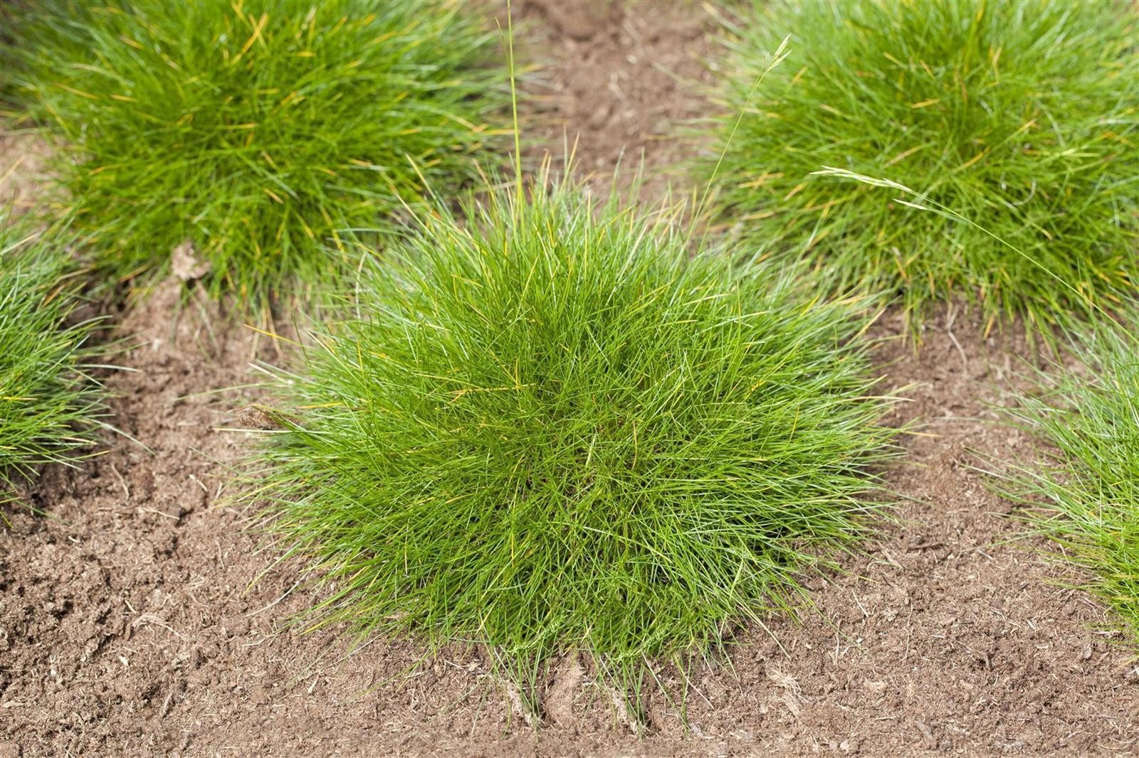 Pflanzen für Dich Травы Festuca gautieri Teddybär, 1 St., Bärenfell-Schwingel, Bärenfellgras, kugelig, immergrün