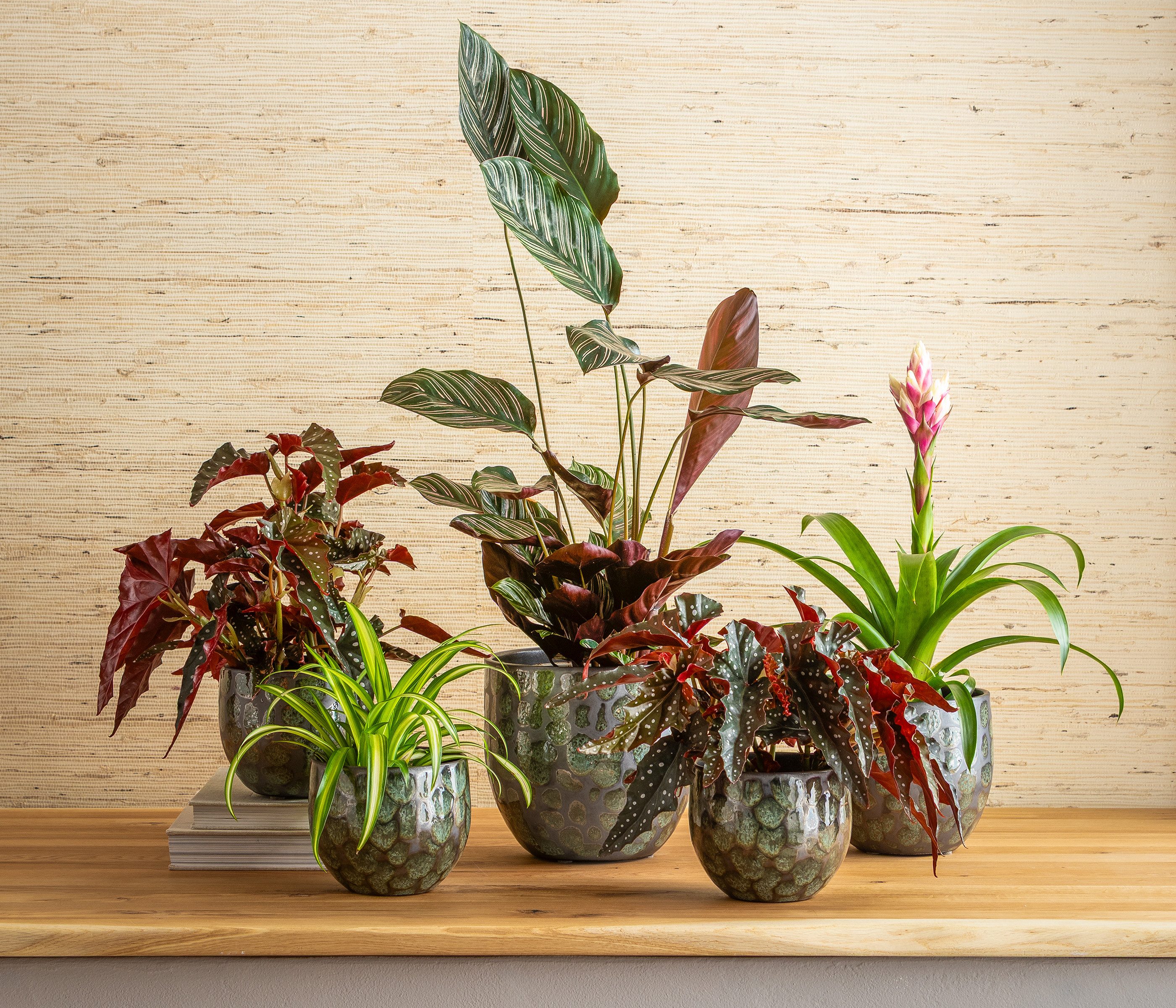 Dehner Übertopf Neyla, bauchige Form, Keramik, versch. Farben, handgefertigter Indoor Blumentopf mit matter Oberfläche