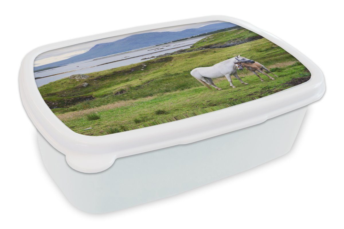 MuchoWow Lunchbox Mutterpferd und Fohlen in Irland, Kunststoff, (2-tlg), Brotbox für Kinder und Erwachsene, Brotdose, für Jungs und Mädchen weiß