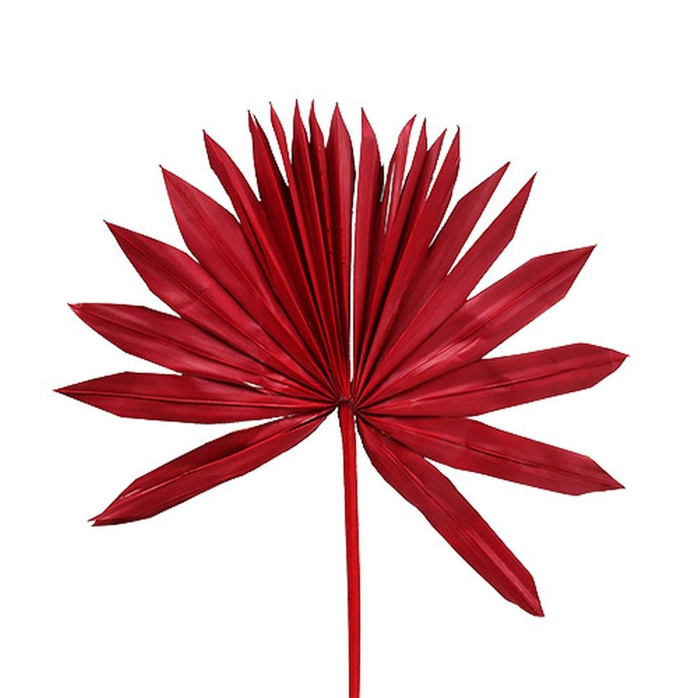 Trockenblume Palmspear Sun mini Rot 50 St Deko Gesteck Trauerfloristik, 50 Stück, Florists Products, Höhe 7.5 cm