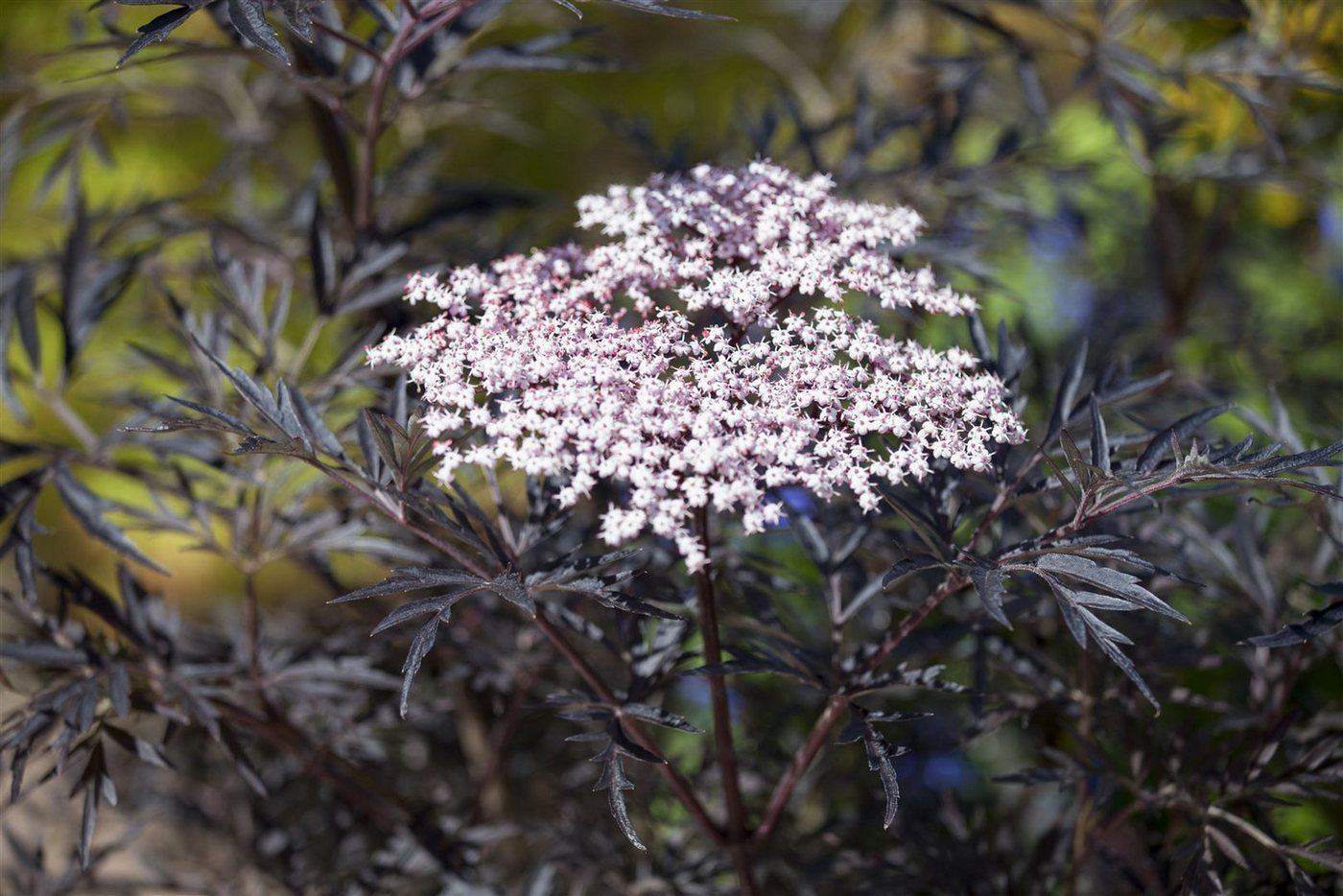 Thumbnail - Pflanzen für Dich Gehölze Sambucus nigra 'Black Lace' -R--S-