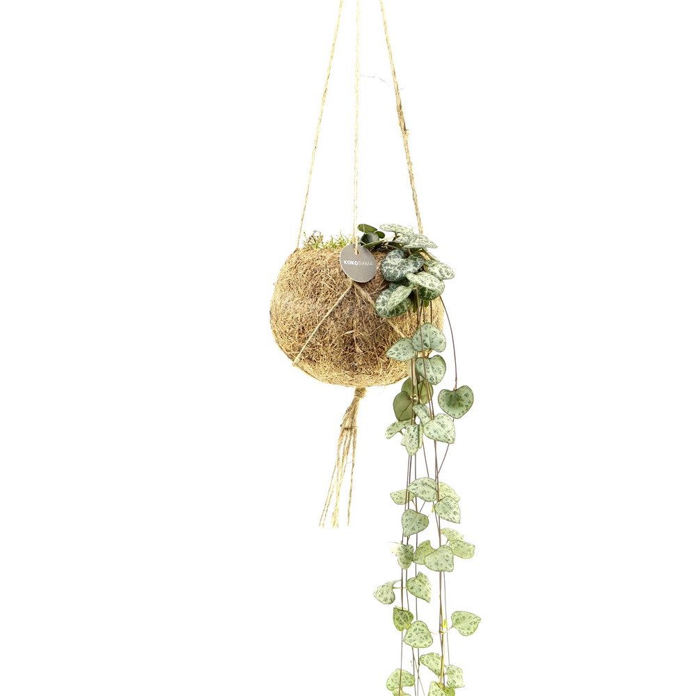 Exotenherz Zimmerpflanze Kokodama - Ceropegia woodii im Kokodama-Gefäß zum Hängen - ca. 15cm
