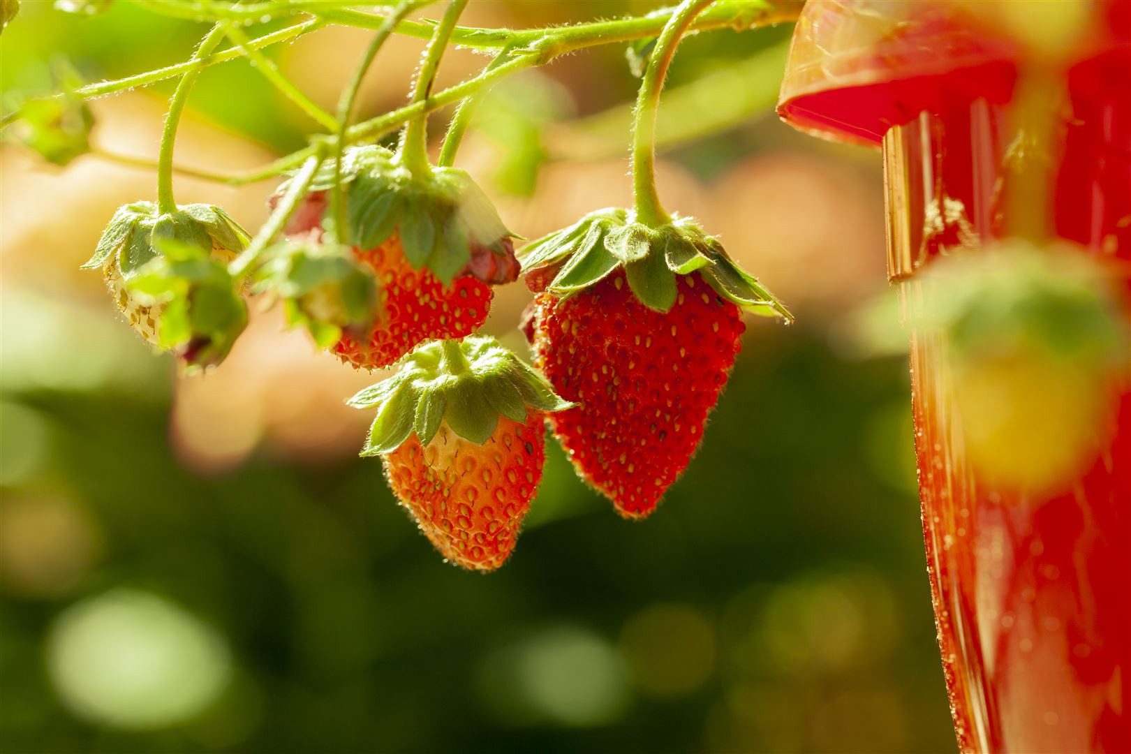 Pflanzen für Dich Obstpflanze Fragaria vesca Elsanta, 1 St., Elsanta-Erdbeere, Gartenerdbeere, großfrüchtig, ertragreich
