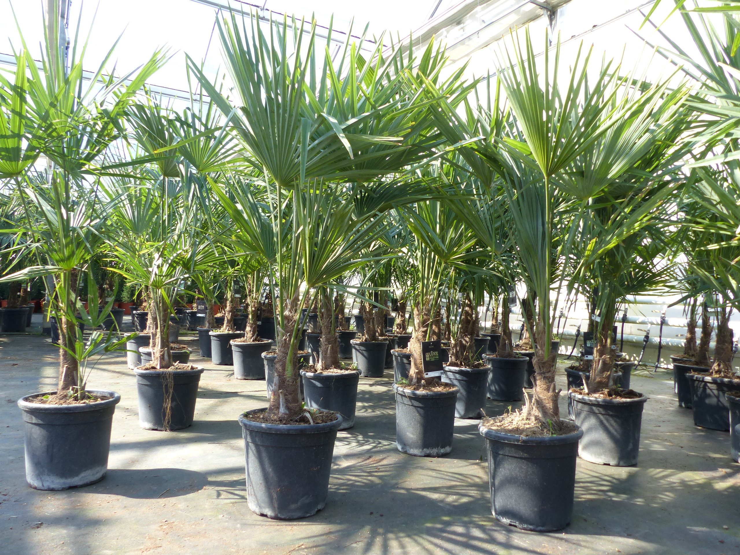 gruenwaren jakubik Baum Trachycarpus fortunei 140 cm Palme Hanfpalme, winterhart bis -18°C – Bild 4 von 5
