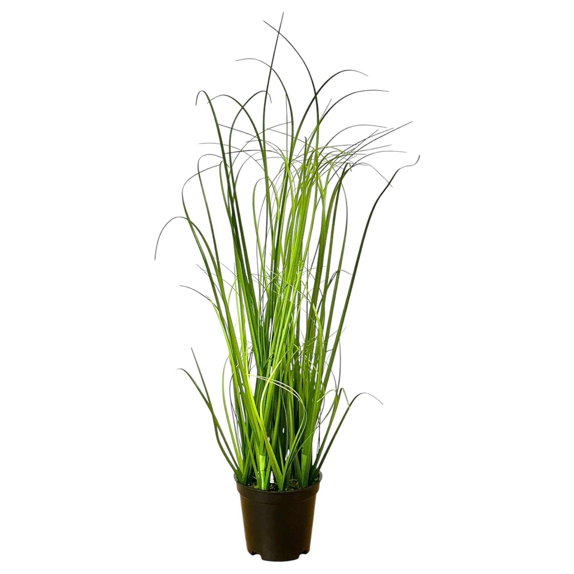 Kunstgras Kunstpflanze Gras, GRASBUSCH IM TOPF. Ca. 40cm. OHNE Übertopf., G günstig online kaufen