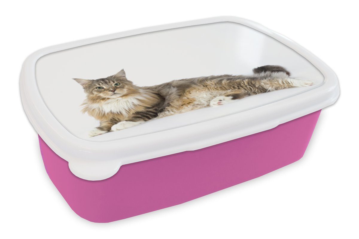 MuchoWow Lunchbox Studioaufnahme einer bunten Maine Coon Katze, Kunststoff, (2-tlg), Brotbox für Erwachsene, Brotdose Kinder, Snackbox, Mädchen, Kunststoff rosa