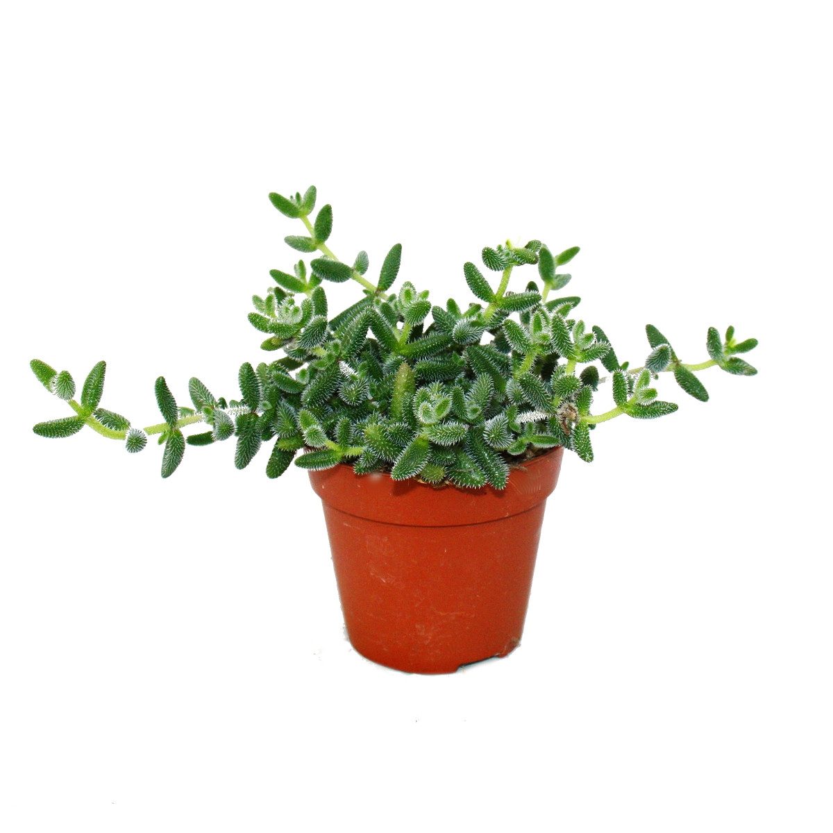 Exotenherz Kaktus Saure Gurken Pflanze - Delosperma echinatum - 12cm Topf günstig online kaufen