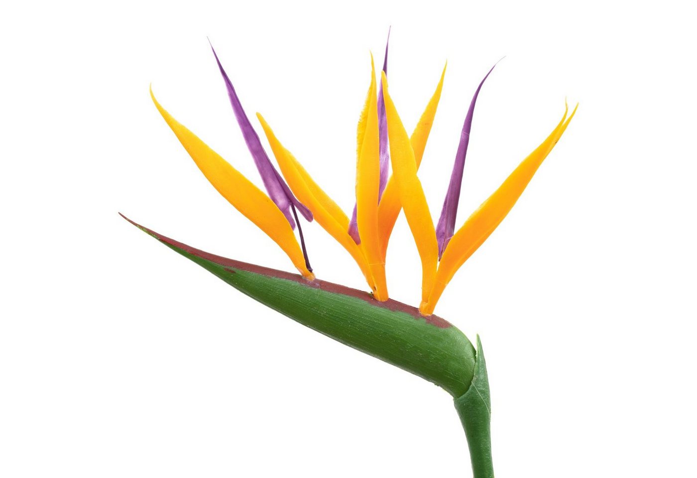 Thumbnail - Flowerbox Zimmerpflanze Paradiesvogelblume mit Kunstblüte - Strelitzia Reginae, pflegeleicht - Höhe ca. 35-40 cm, Topf-Ø...