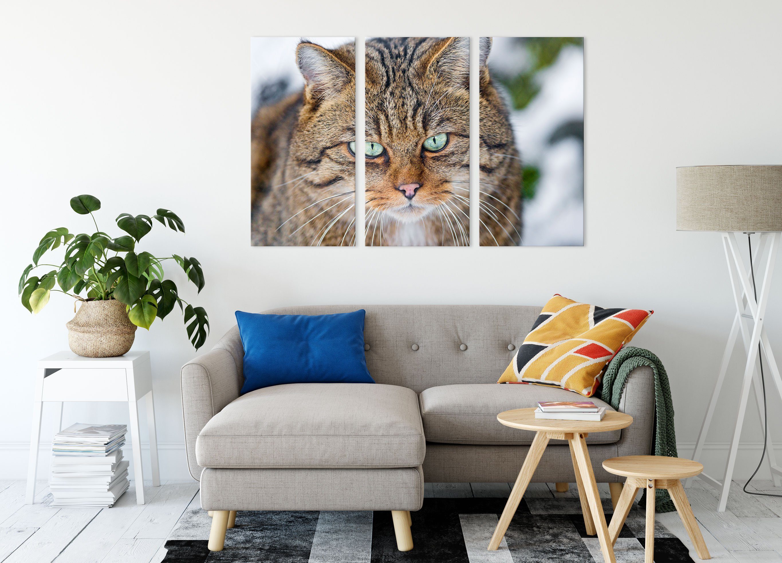 Pixxprint Leinwandbild lauernde Manul, lauernde (120x80cm) Manul 3Teiler Leinwandbild fertig bespannt, (1 inkl. Zackenaufhänger St)