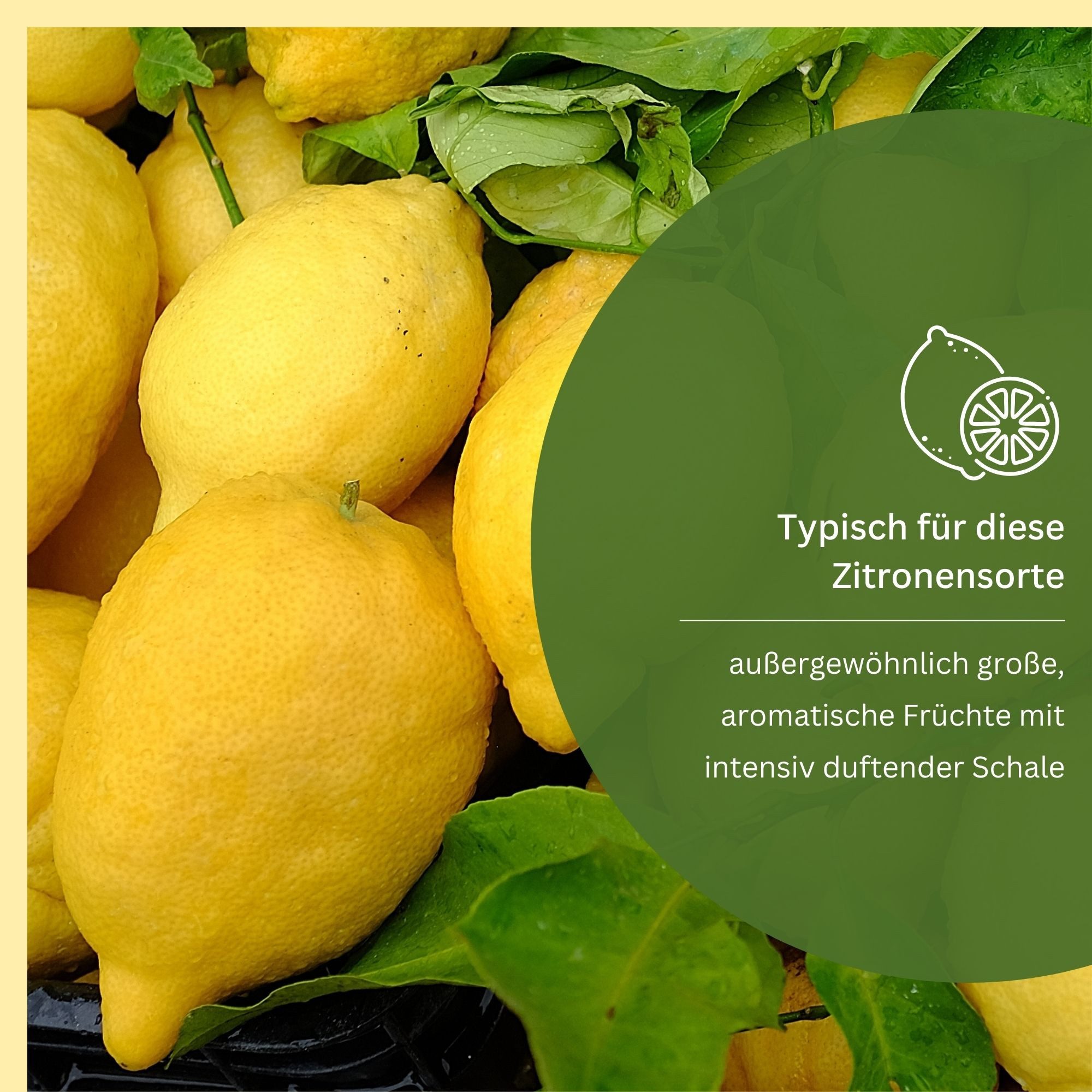 Meine Orangerie Zitronenbaum Amalfi - Sfusato Amalfitano, echte Amalfi Zitrone, professionell veredelter und fruchtreifer Zitrusbaum