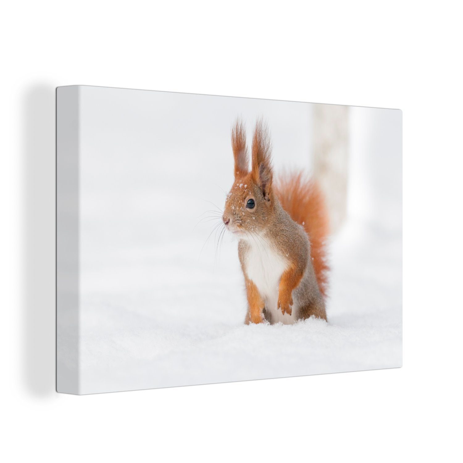 OneMillionCanvasses® Leinwandbild Eichhörnchen - Schnee - Winter, (1 St), Wandbild Leinwandbilder, Aufhängefertig, Wanddeko, 30x20 cm