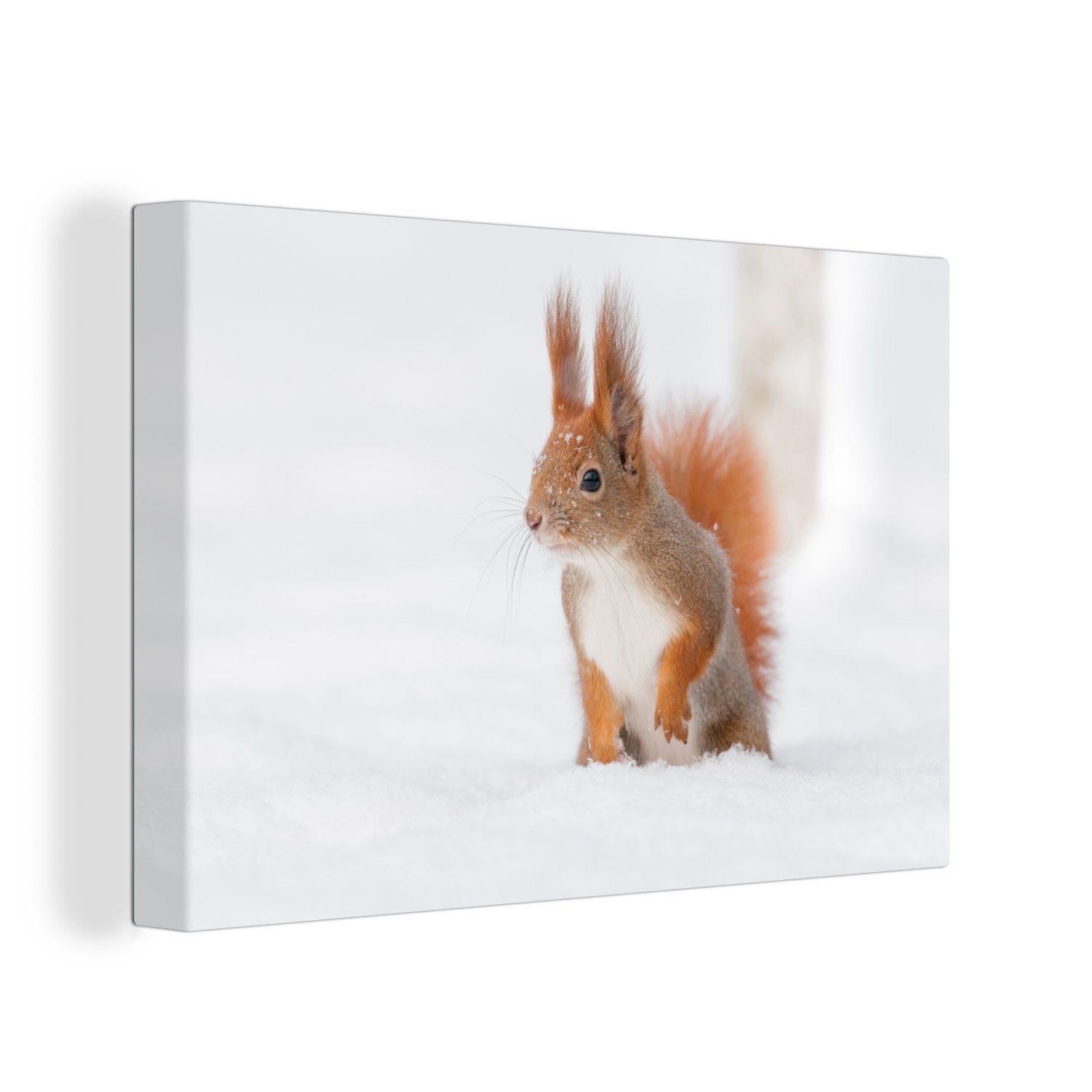 OneMillionCanvasses® Leinwandbild Eichhörnchen - Schnee - günstig online kaufen