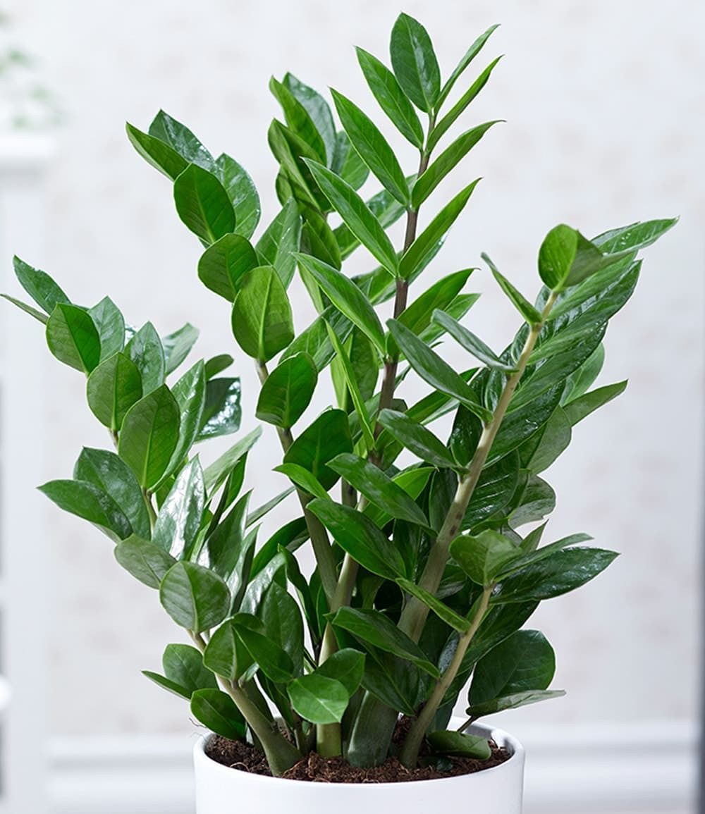 BALDUR Garten Zimmerpflanze Zamioculcas, 1 St., Zimmerpflanze, pflegeleicht