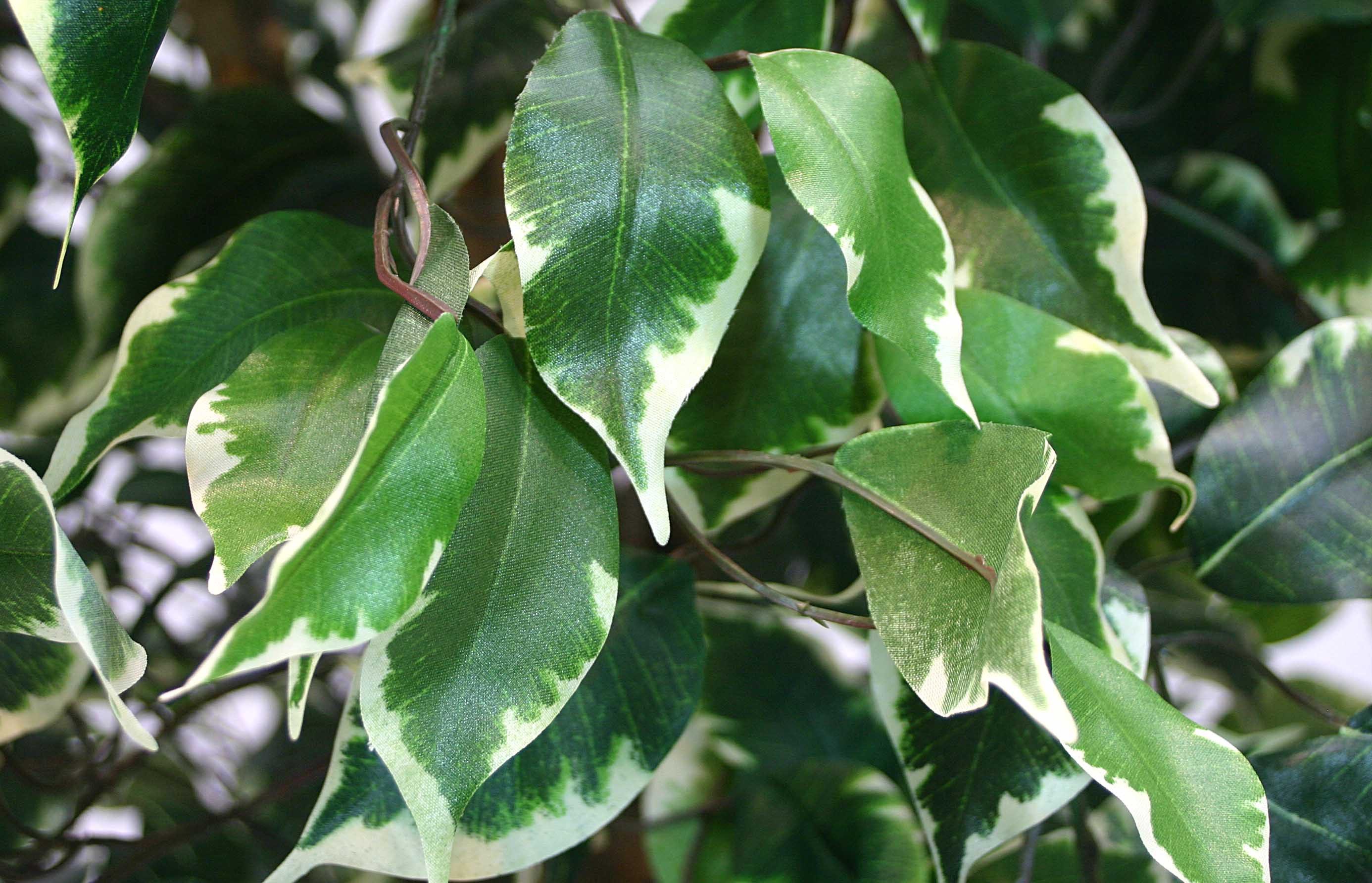 Kunstbaum Ficus Excotica 120cm DA Kunstbaum Baum Kunstpflanzen künstliche B günstig online kaufen