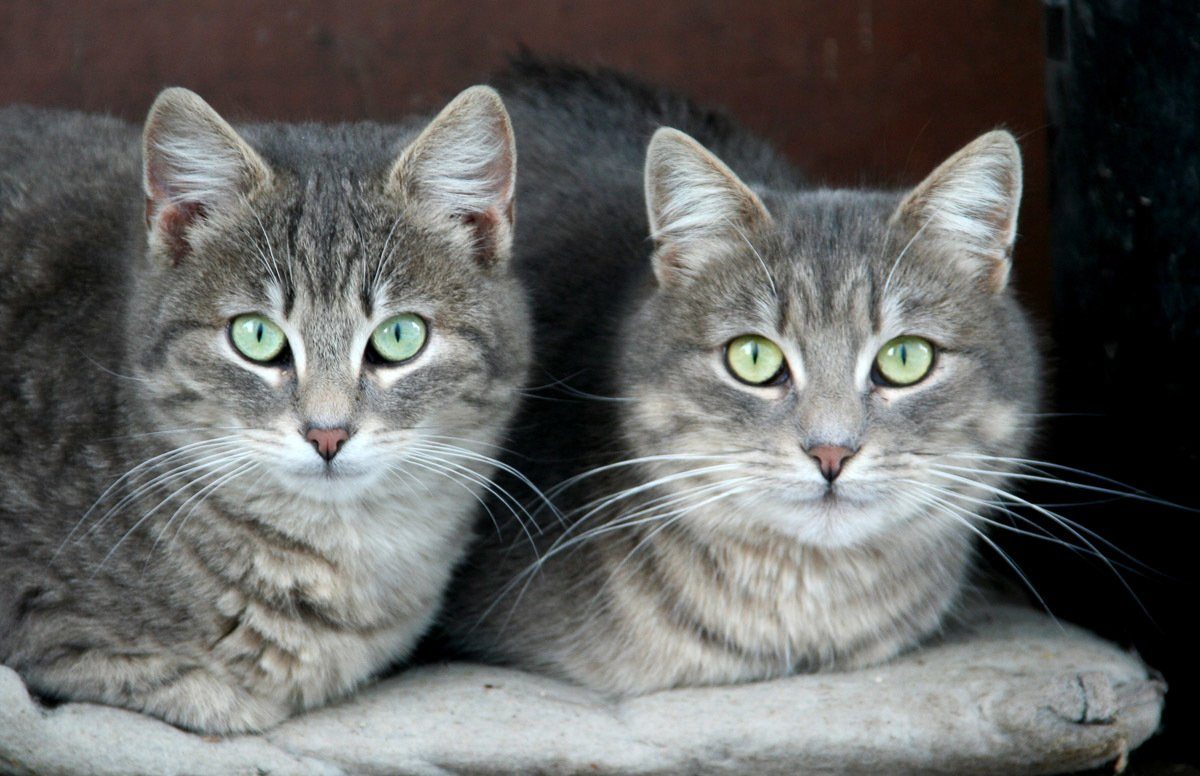 Grüne Fototapete Augen Katzen Papermoon