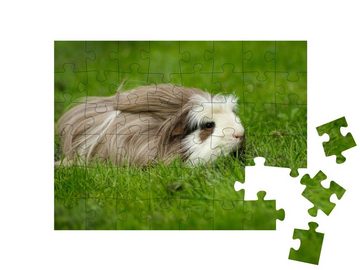 puzzleYOU Puzzle Meerschweinchen, langhaarig mit Kamm, 48 Puzzleteile, puzzleYOU-Kollektionen Meerschweinchen, Bauernhof-Tiere