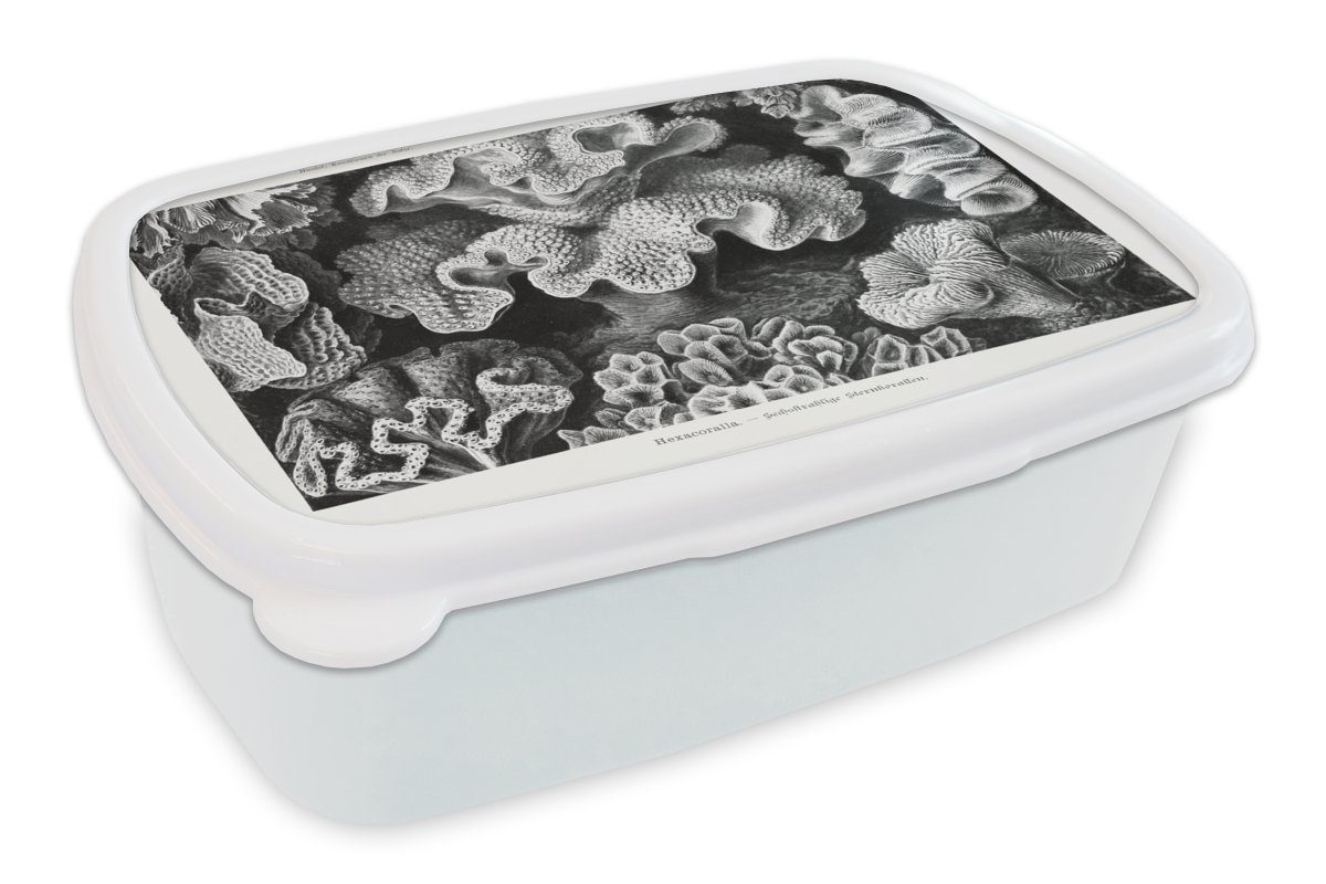MuchoWow Lunchbox Kunst - Koralle - Ernst Haeckel - Alte Meister - Natur, Kunststoff, (2-tlg), Brotbox für Kinder und Erwachsene, Brotdose, für Jungs und Mädchen weiß