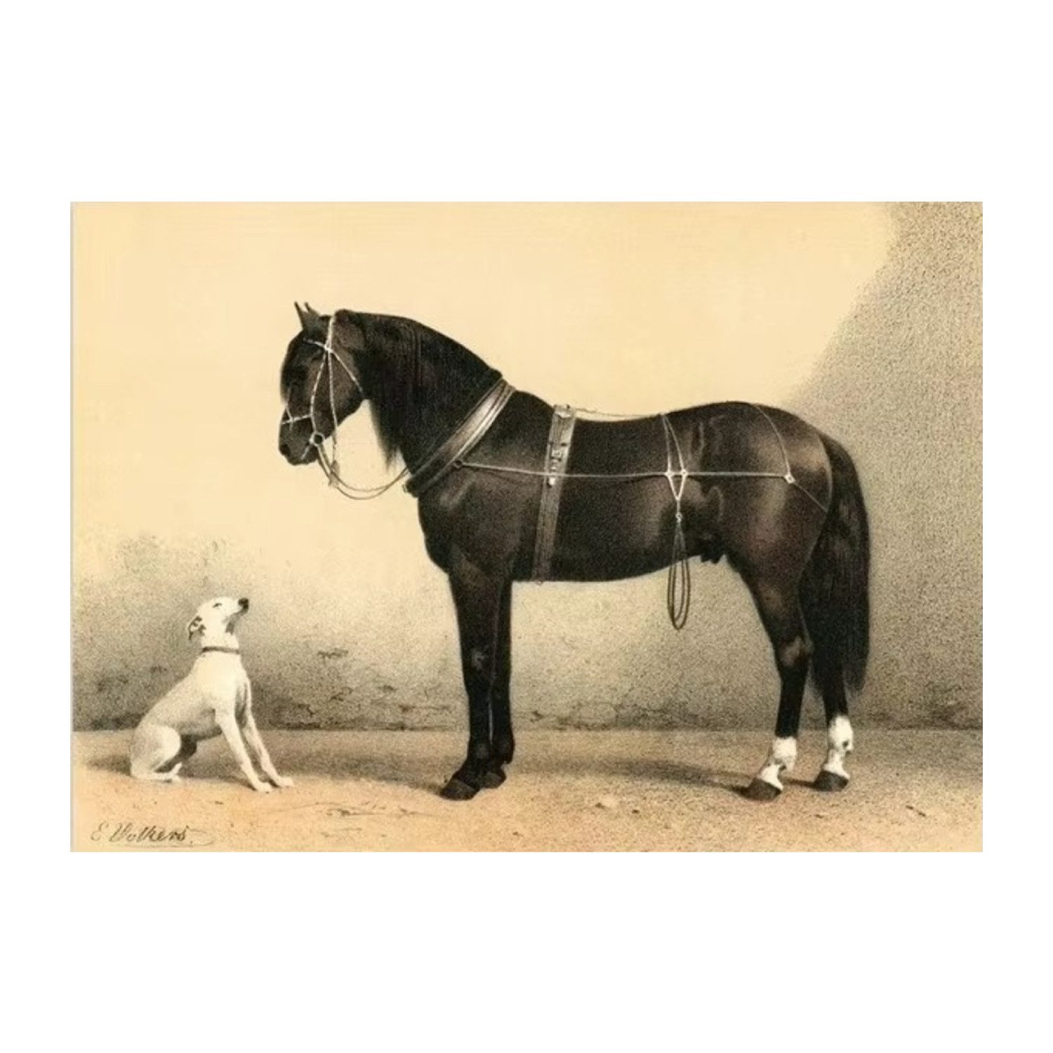 TPFLiving Kunstdruck OHNE RAHMEN, Vintage Pferd günstig online kaufen