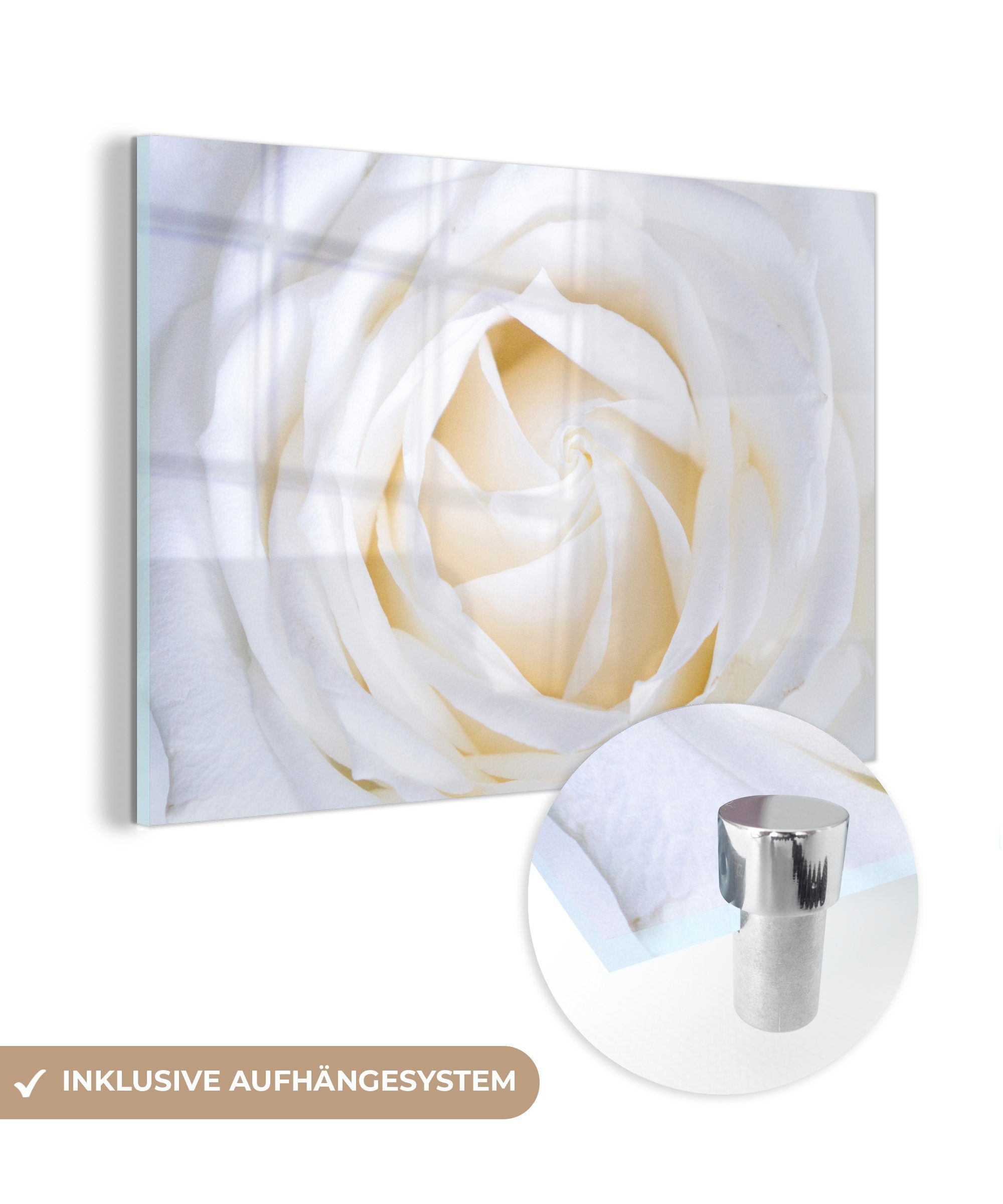 MuchoWow Acrylglasbild Rose - Weiß - Blume, (1 St), Acrylglasbilder Wohnzimmer & Schlafzimmer