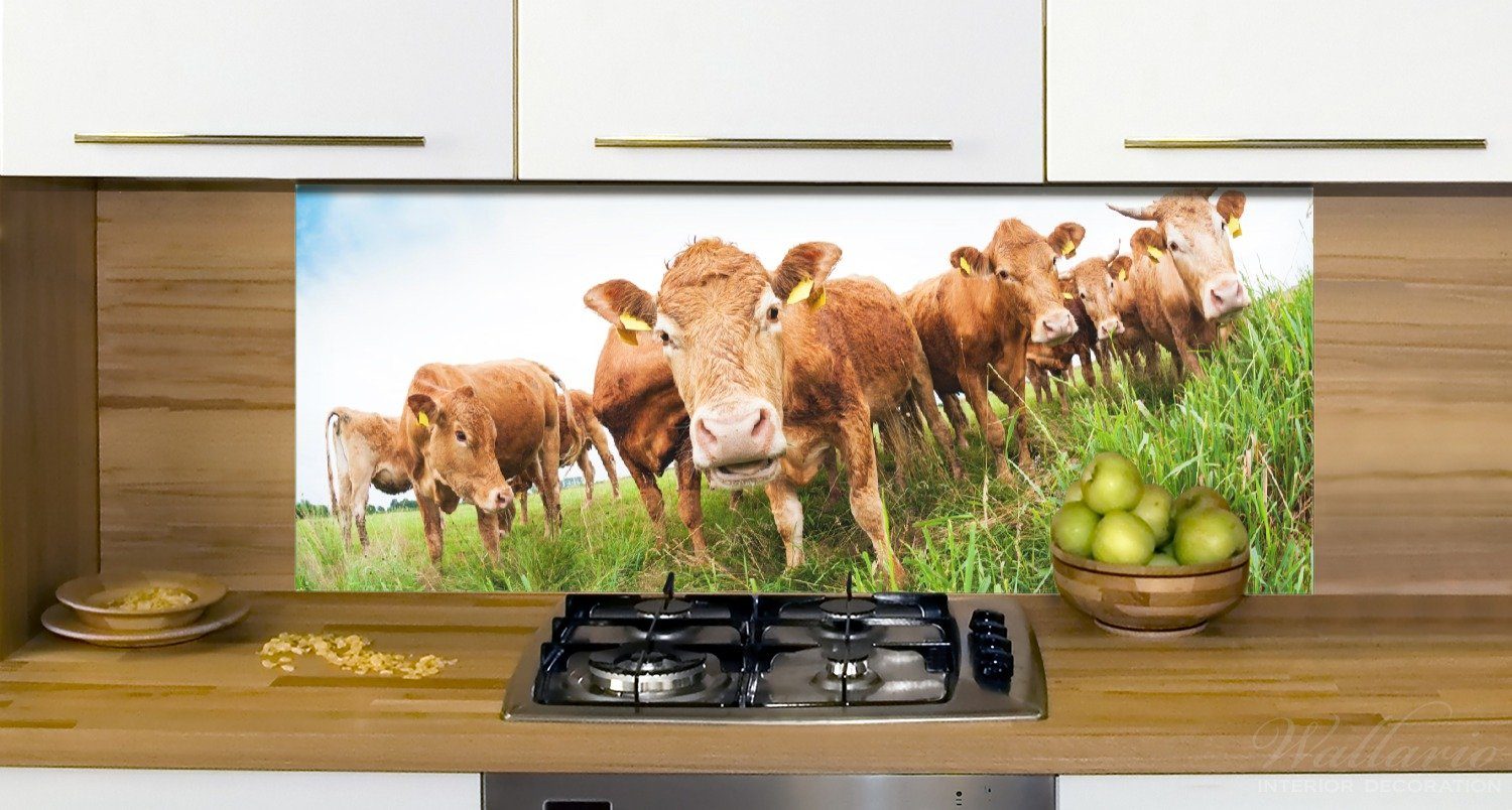 auf Wallario Küchenrückwand der Sommer Weide, im Kühe (1-tlg)