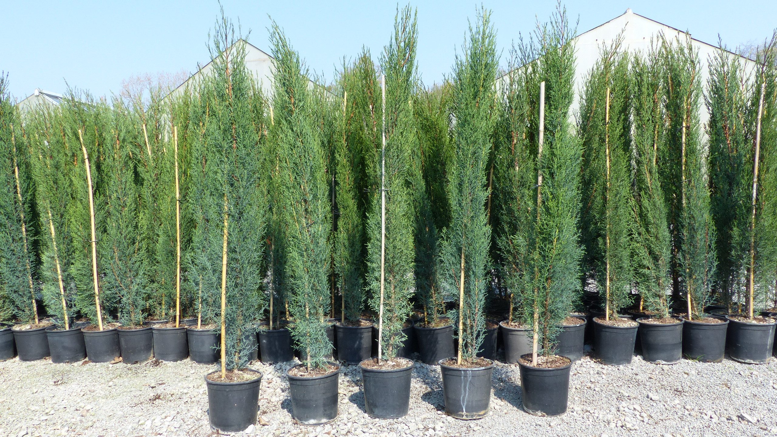 gruenwaren jakubik Baum 6x Mittelmeerzypresse 140-160 cm Toskana Zypresse Cupressus Semper