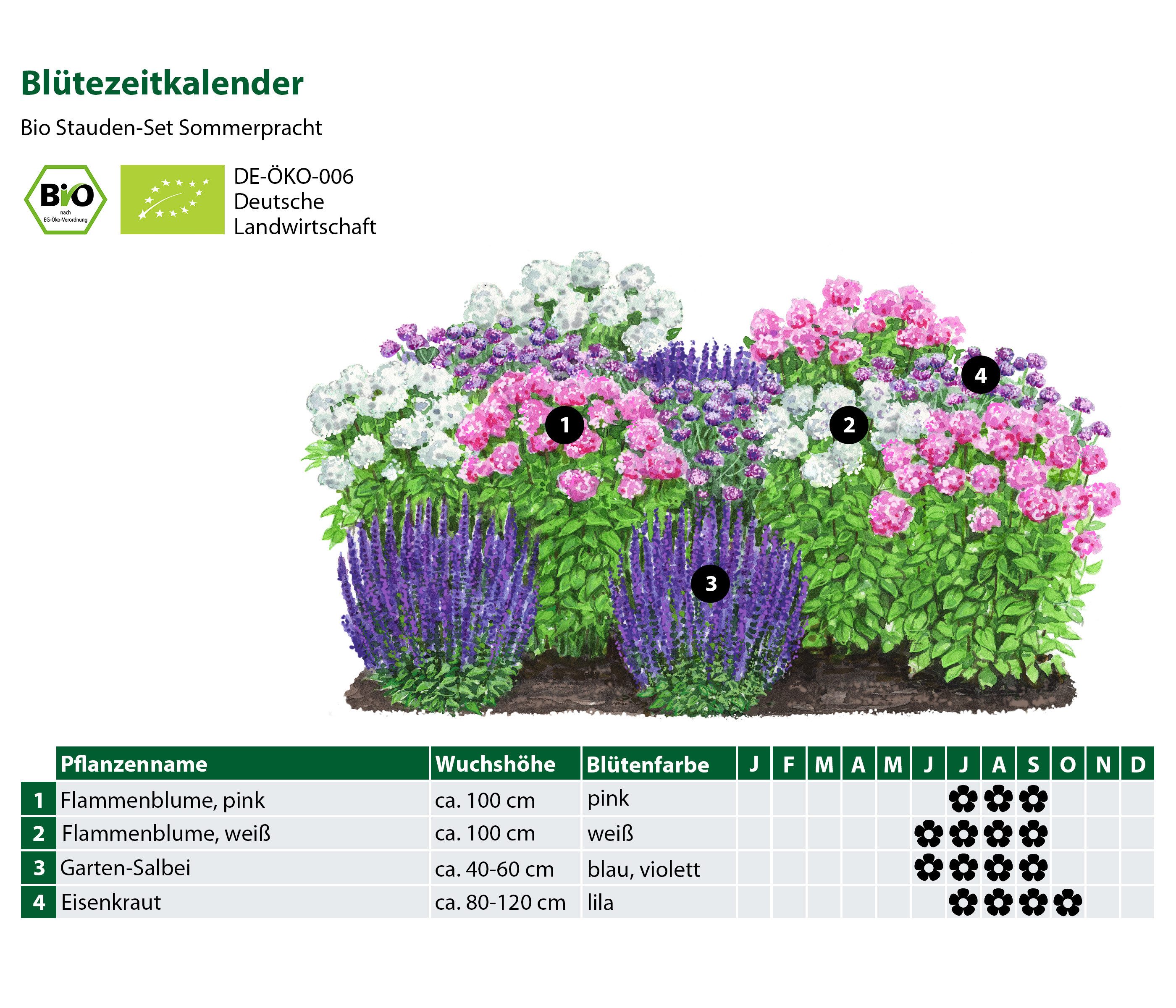 Dehner Staude Bio Stauden-Set Sommerpracht, 4 Sorten / 12 Pflanzen, je 5-20 cm, 12 Staudenpflanzen für sonnige Standorte