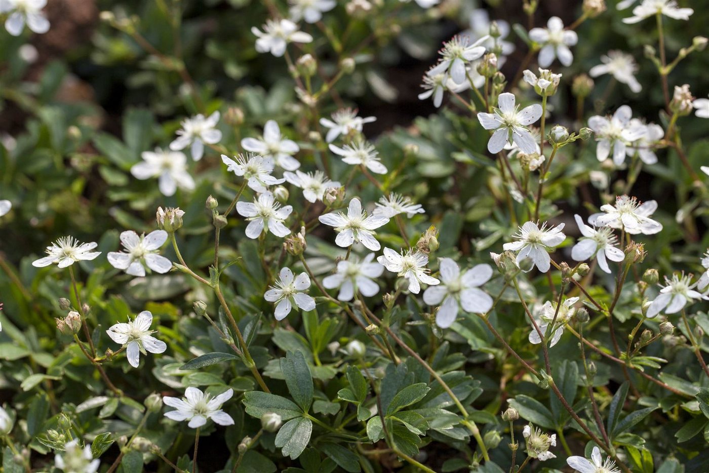 Pflanzen für Dich Bodendecker Potentilla tridentata Nuuk, 1 St., Dreizahn-Fingerkraut, Teppich-Fingerkraut, immergrün, bodendecker