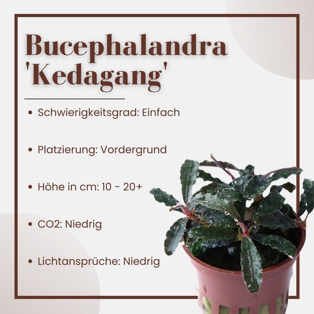 Aquaone Wasserpflanze Aquariumpflanze Bucephalandra 'Kedagang' Nr.139B – Bild 2 von 5