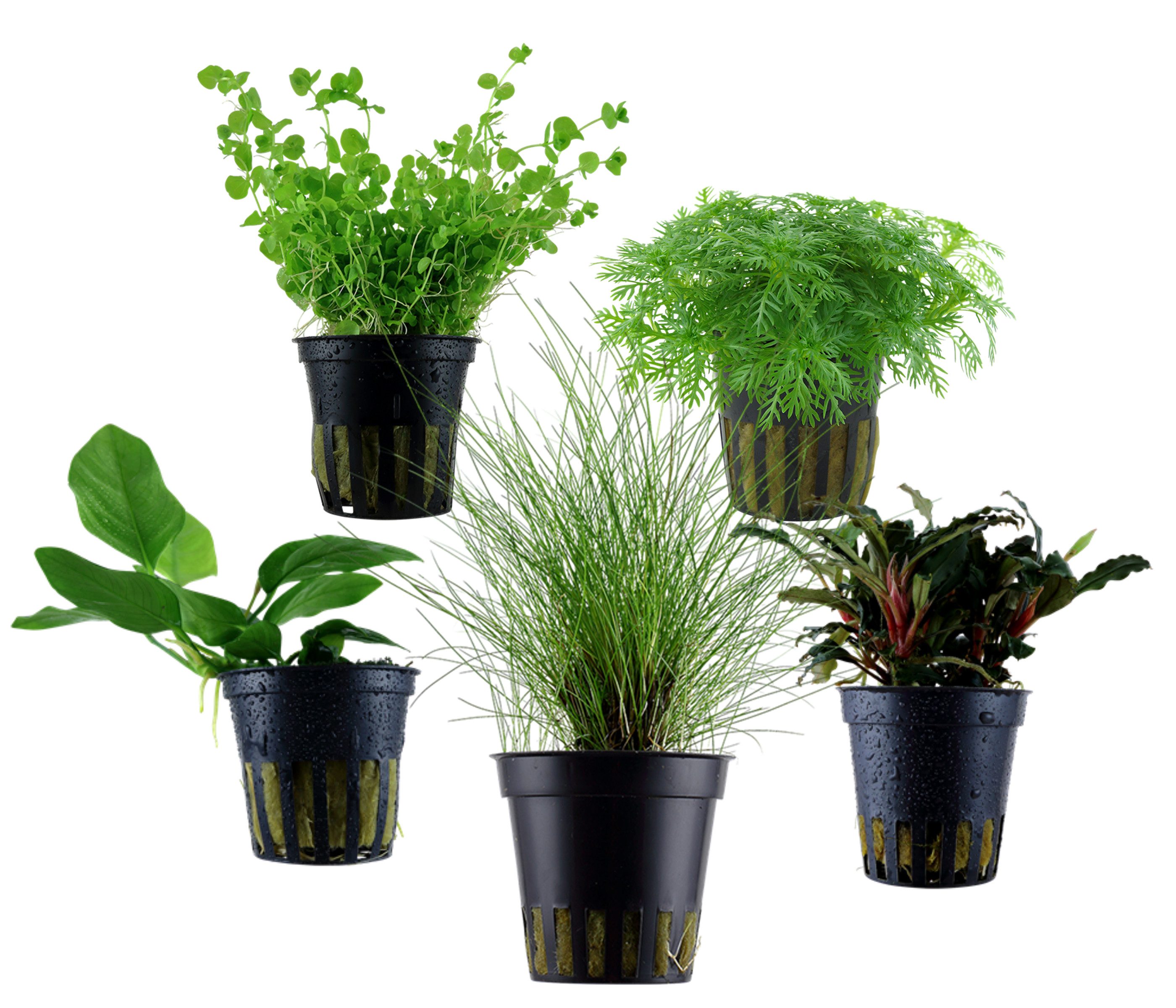 Dehner Wasserpflanze Aquarienpflanzen Set, 5-teilig, Vordergrund 201, je ca. 3-10 cm, robuste Wasserpflanzen für Süßwasser Aquarien