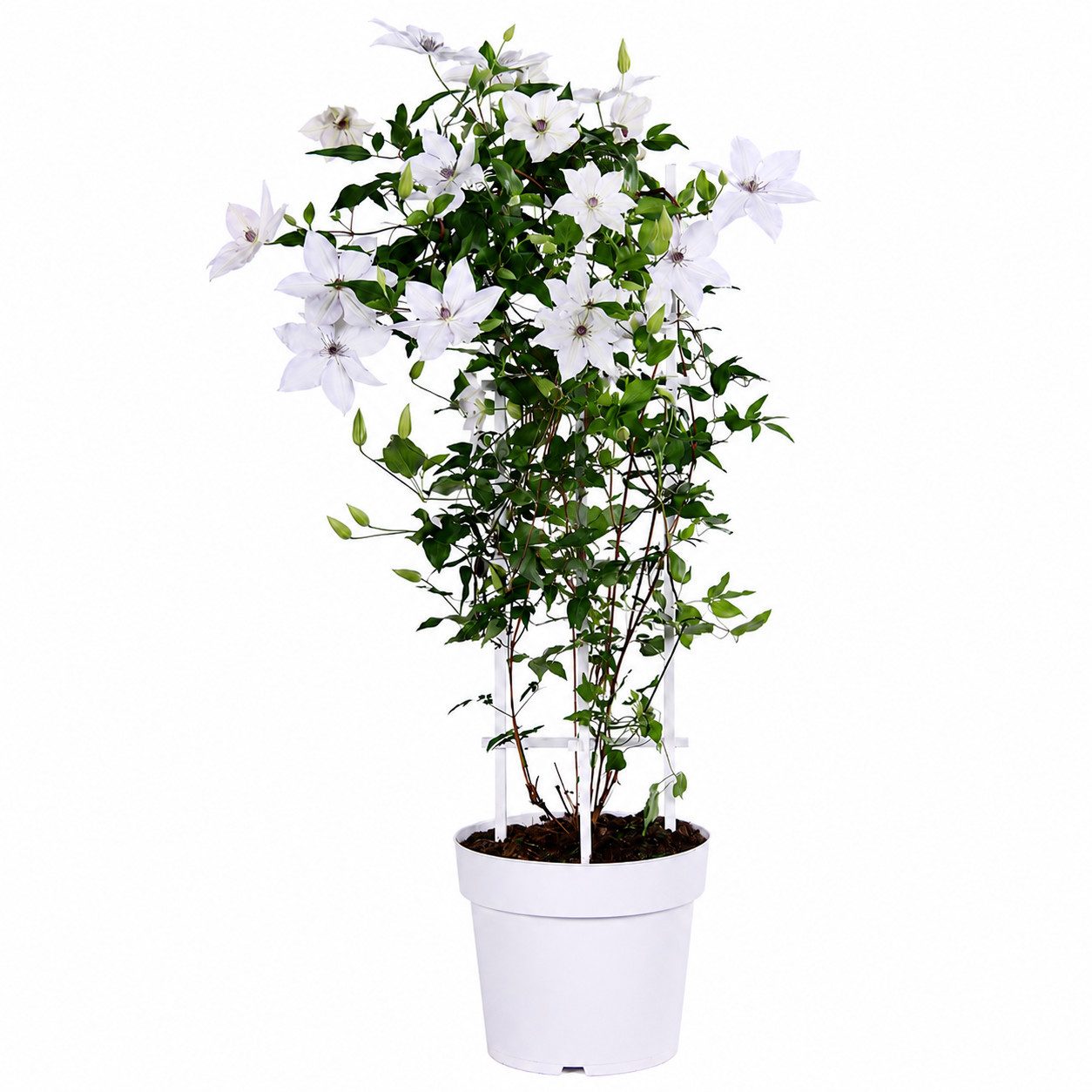 Exotenherz Kletterpflanze Clematis "Garland Tsukkiko" - Kletterpflanze - 23cm 70cm hoch