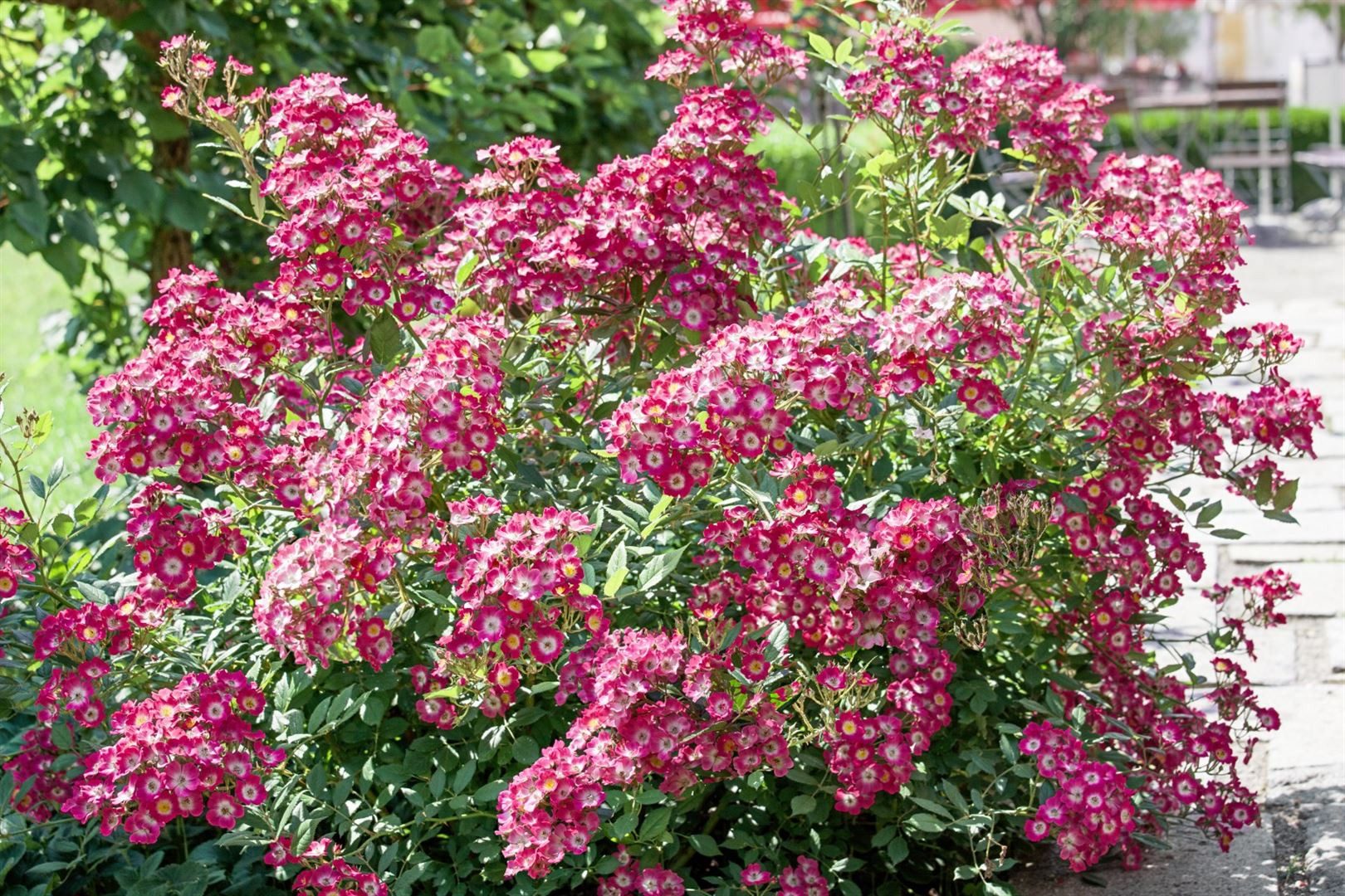 Pflanzen für Dich Rose Rosa Mozart