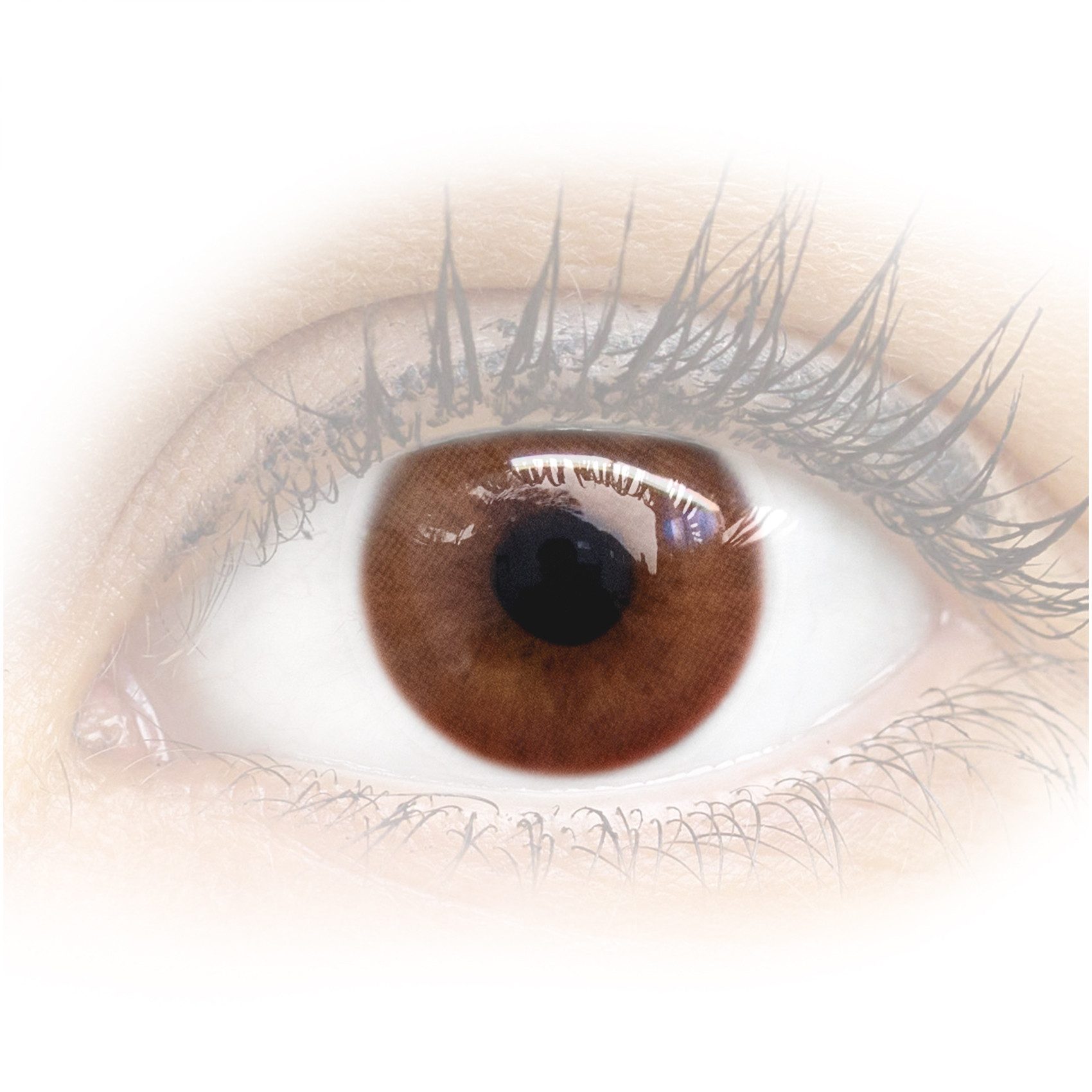 GLAMLENS Monatslinsen Sehr deckende und natürliche braune Linsen "Venedig Milky Brown"