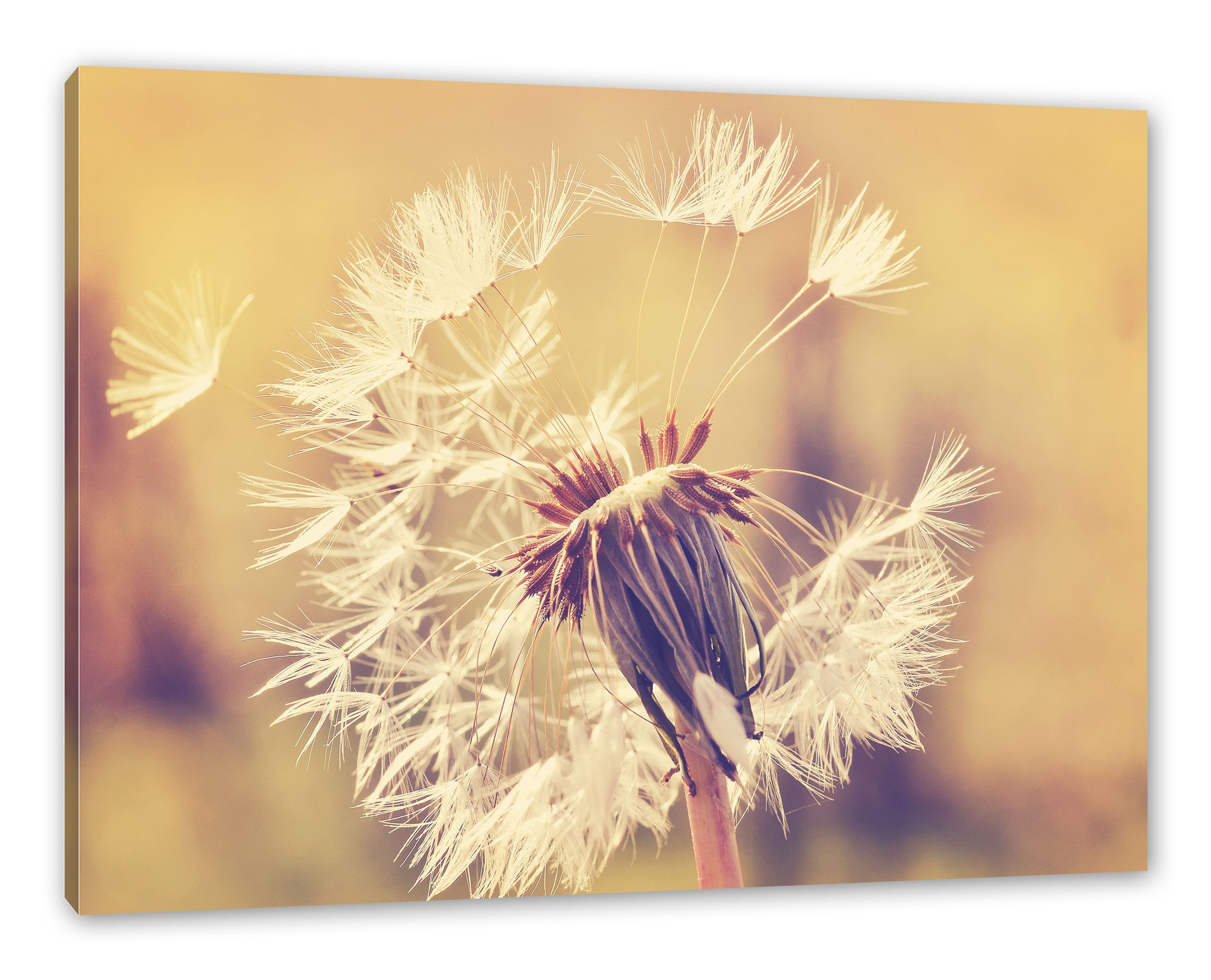 Pixxprint Leinwandbild Herbst Löwenzahn, Herbst Löwenzahn (1 St), Leinwandbild fertig bespannt, inkl. Zackenaufhänger