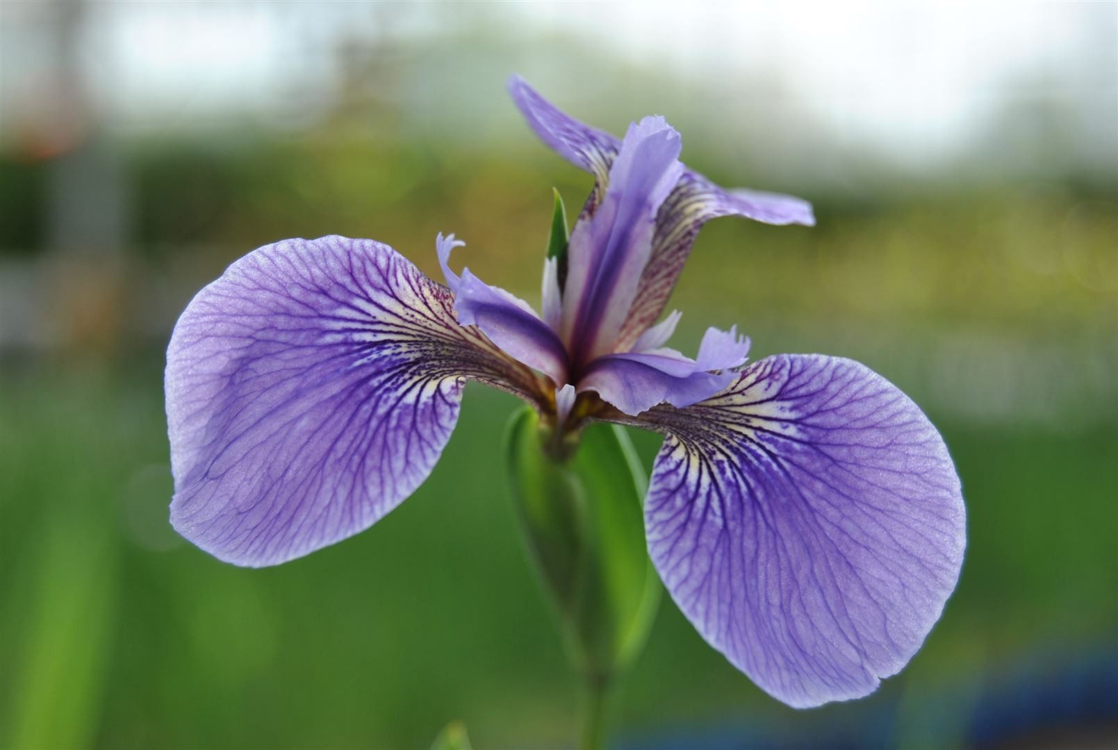 Pflanzen für Dich Staude Iris sibirica 'Perry's Blue', 1 St., Sibirische Schwertlilie