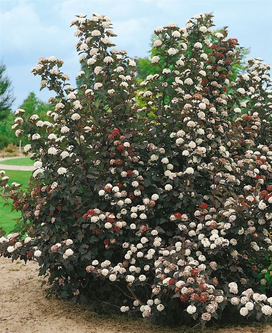 Pflanzen für Dich Gehölze Physocarpus opul. 'Midnight', 1 St., Blasenspiere