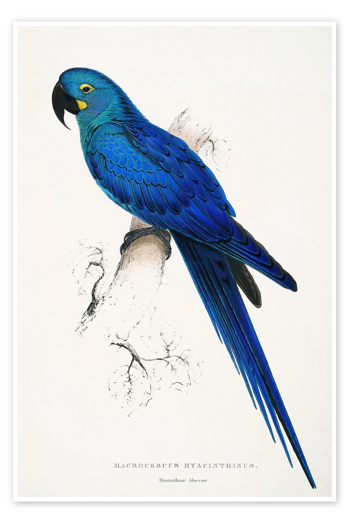 Poster Edward Lear
