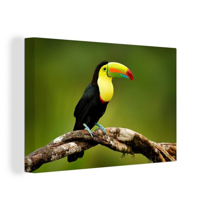 OneMillionCanvasses® Leinwandbild Vogel - Tukan - Regenbogen - Grün - Zweig (1 St) Wandbild Leinwandbilder Aufhängefertig Wanddeko