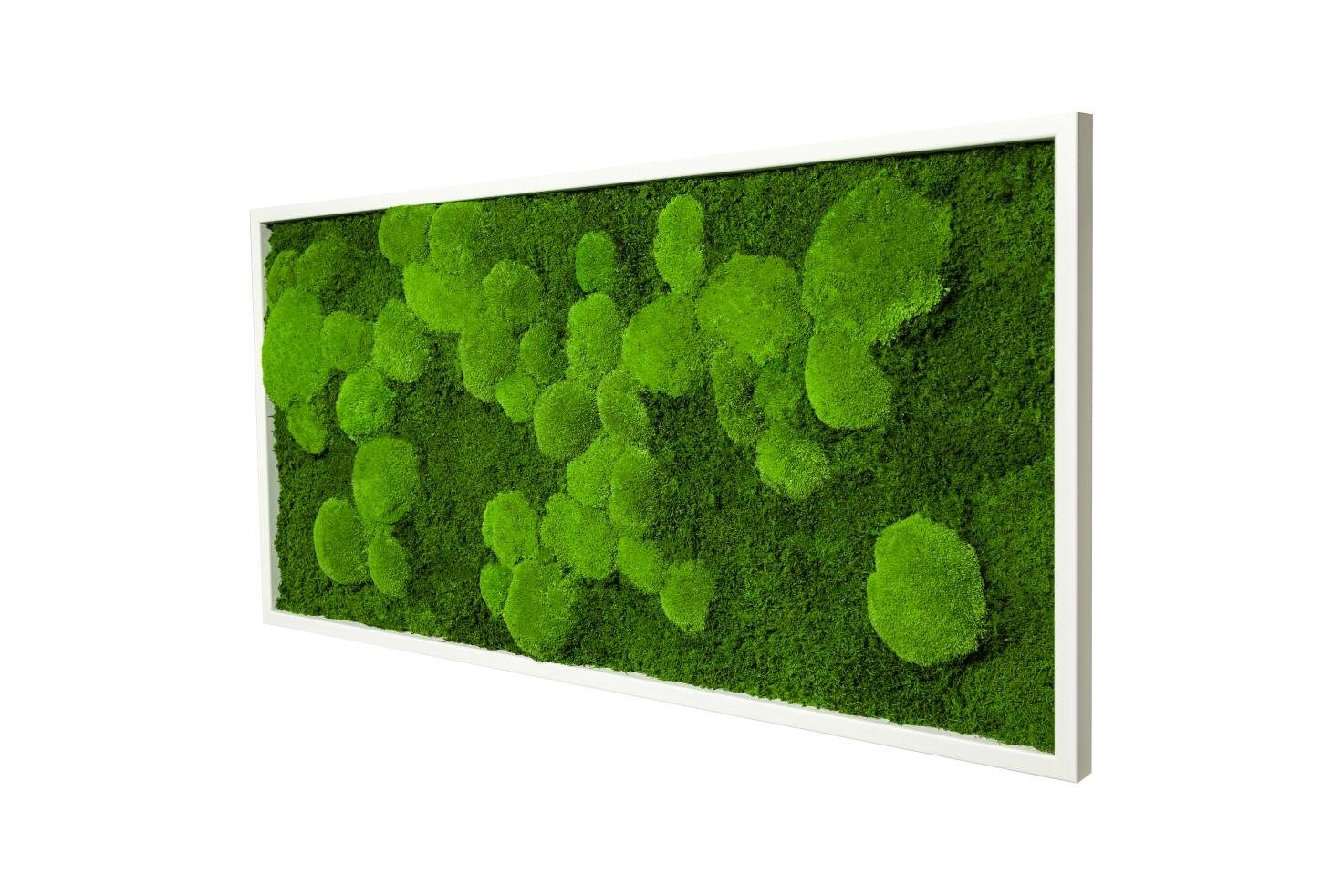 Moos-Design Bild Moosbild Fifty Fifty Design günstig online kaufen