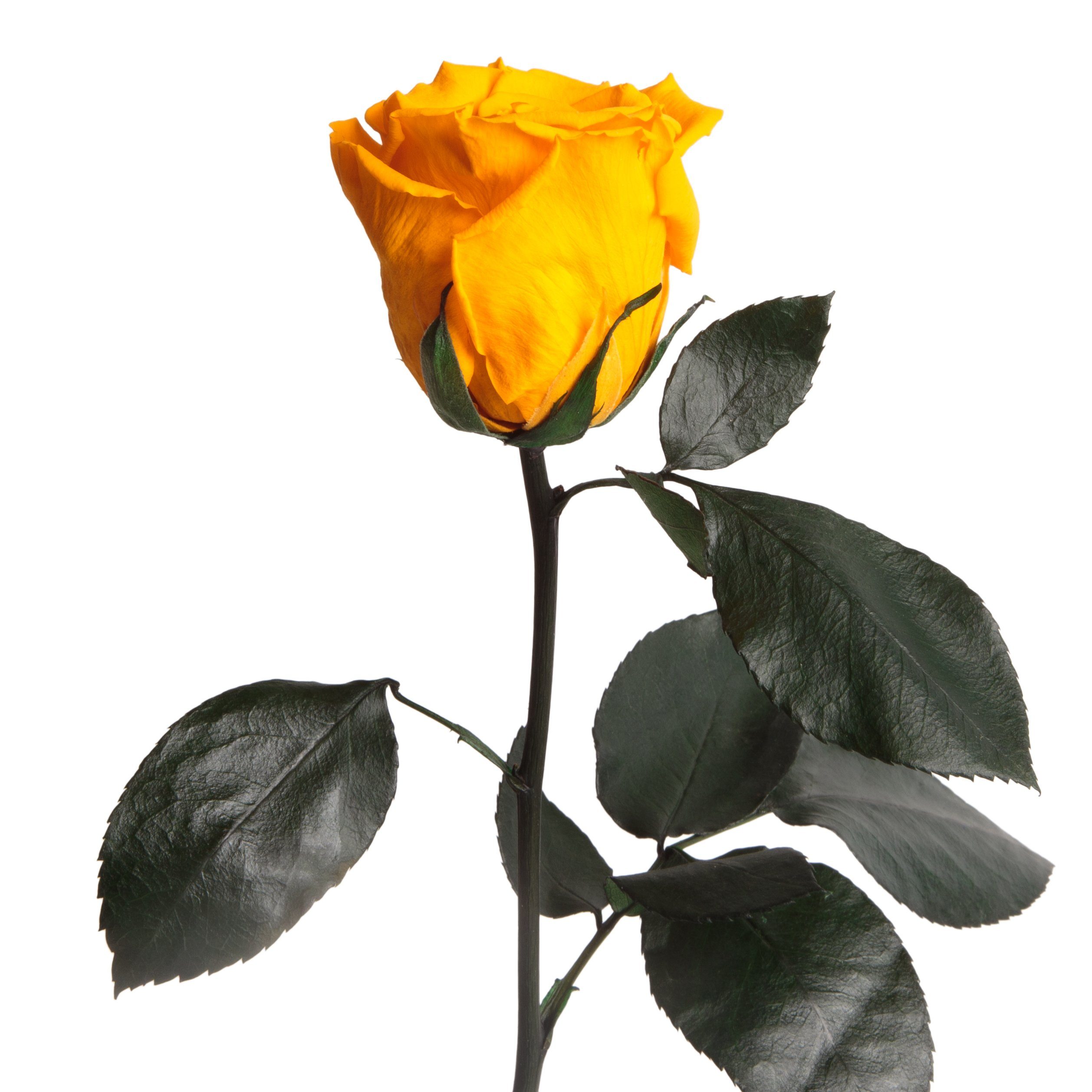 Kunstblume Ewige Rose konserviert mit Stiel günstig online kaufen