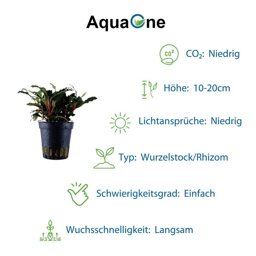 Aquaone Wasserpflanze Exclusives Set mit 3 Pflanzen Aquariumpflanzen Set Nr.135 – Bild 5 von 5
