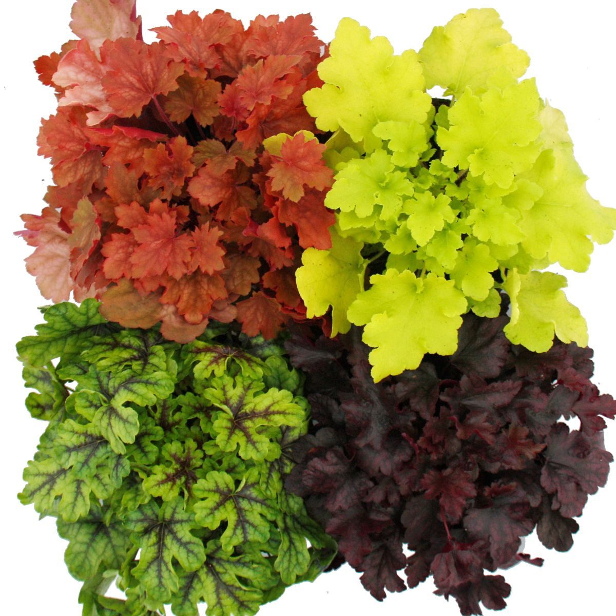 Exotenherz Beetpflanze Winterharter Bodendecker Heuchera-Mix Indian Summer 4 große Pflanzen