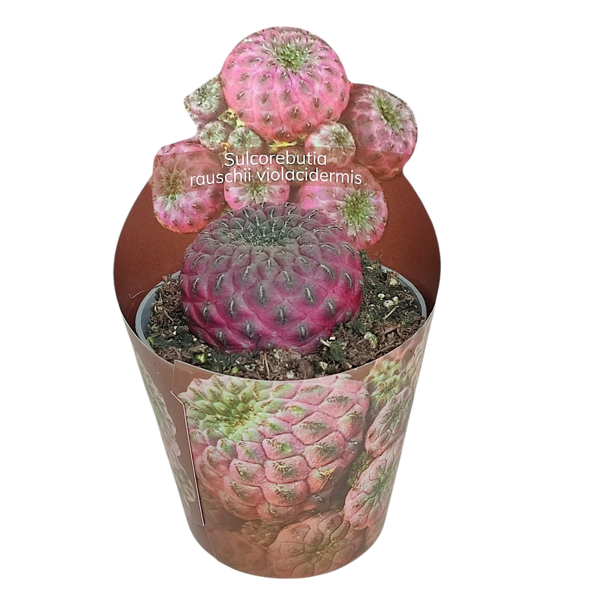 Exotenherz Kaktus Sulcorebutia rauschii violacidermis Rarität 6,5cm Topf