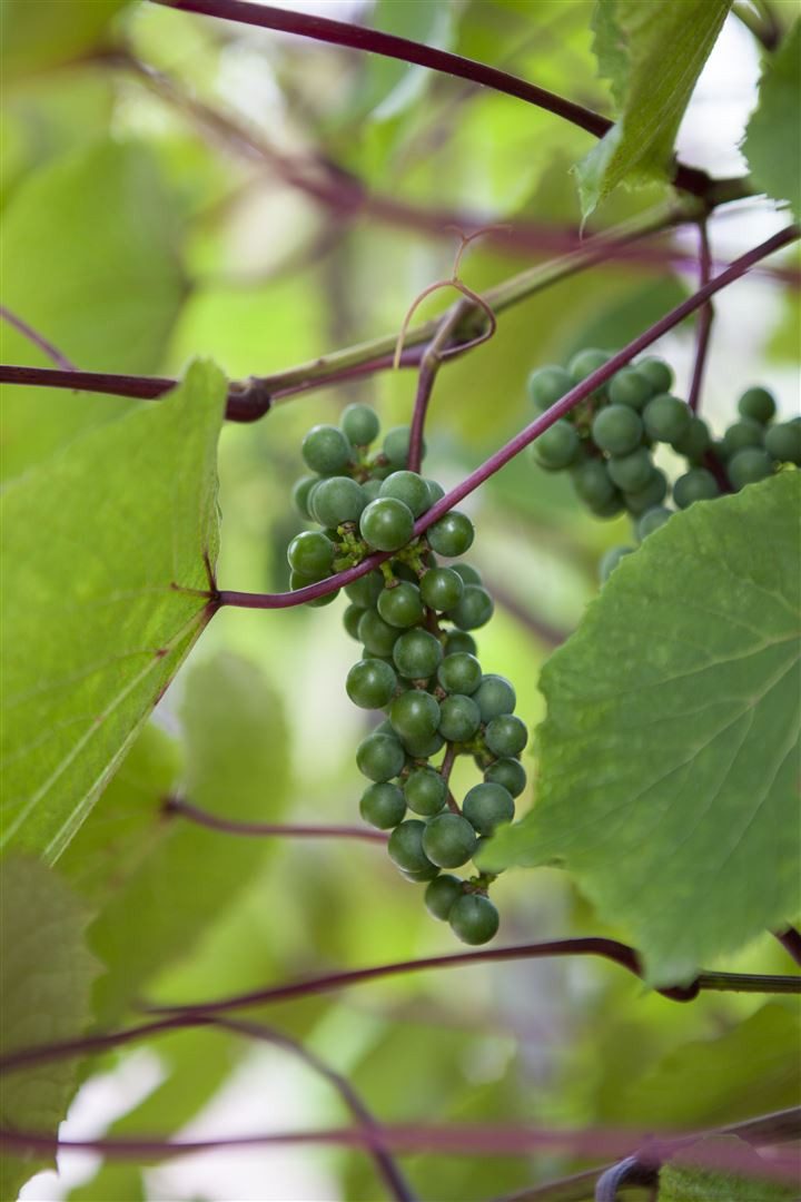 Pflanzen für Dich Obstpflanze Vitis vinifera coignetiae, 1 St., Japanische Weinrebe, Coignet-Rebe, rote Blätter, kletterpflanze